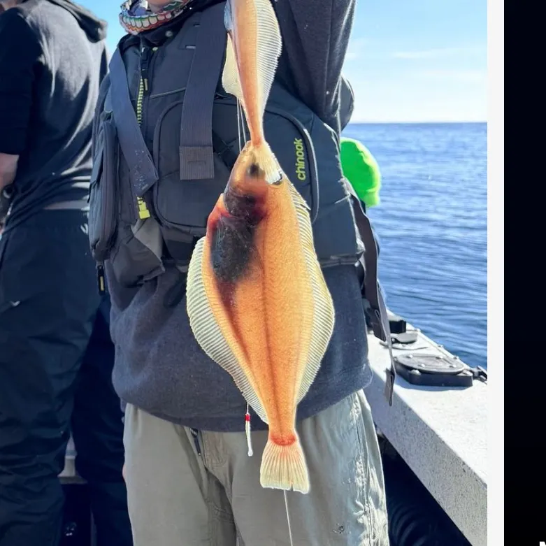 Longfin sanddab caught on Fishbrain