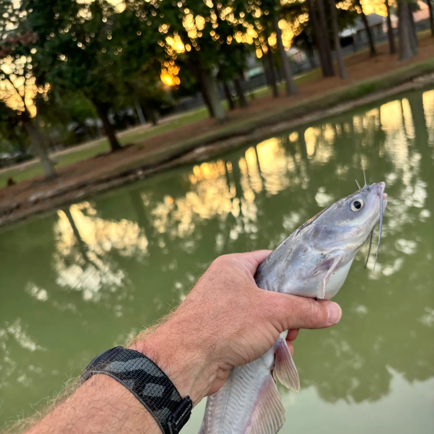 Channel catfish caught on Fishbrain