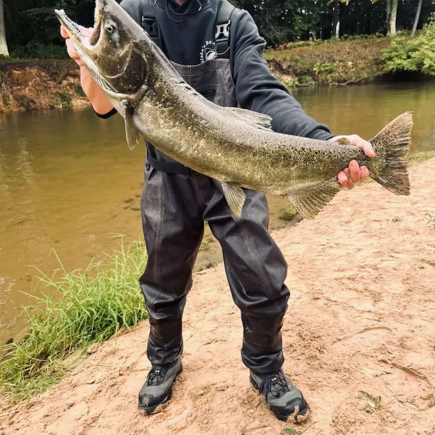 Chinook salmon caught on Fishbrain