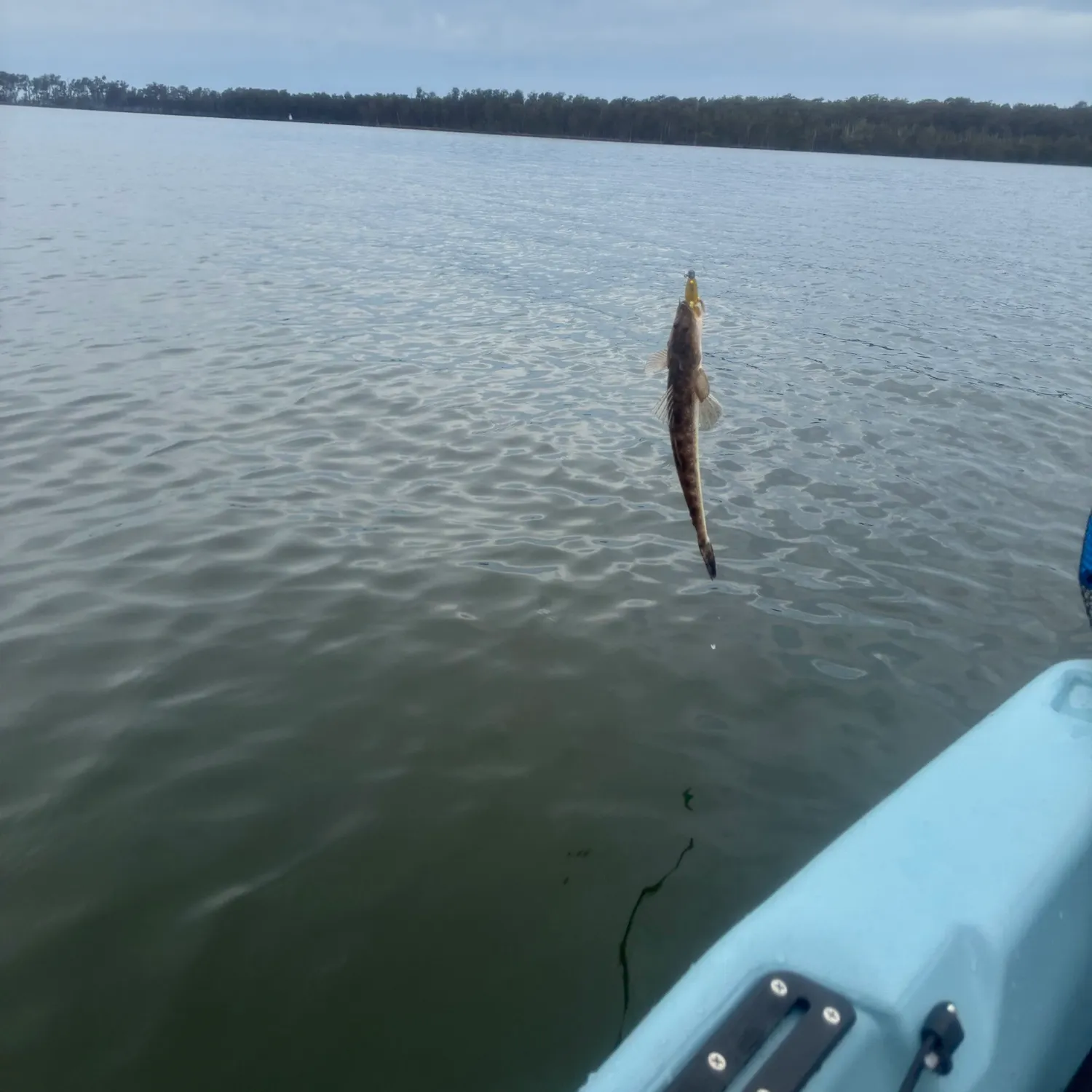 Dusky flathead caught on Fishbrain