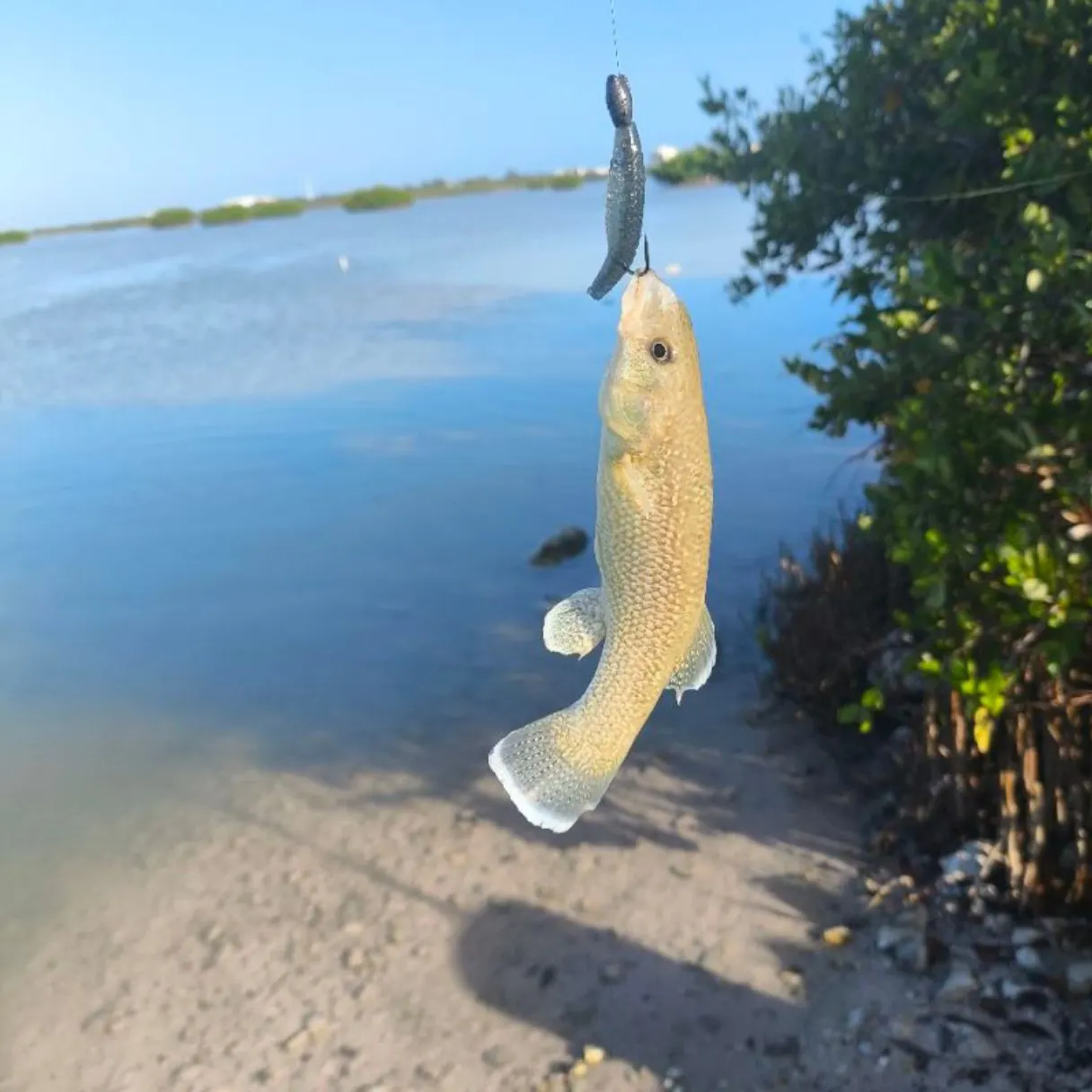 The most recent Gulf killifish catches on Fishbrain