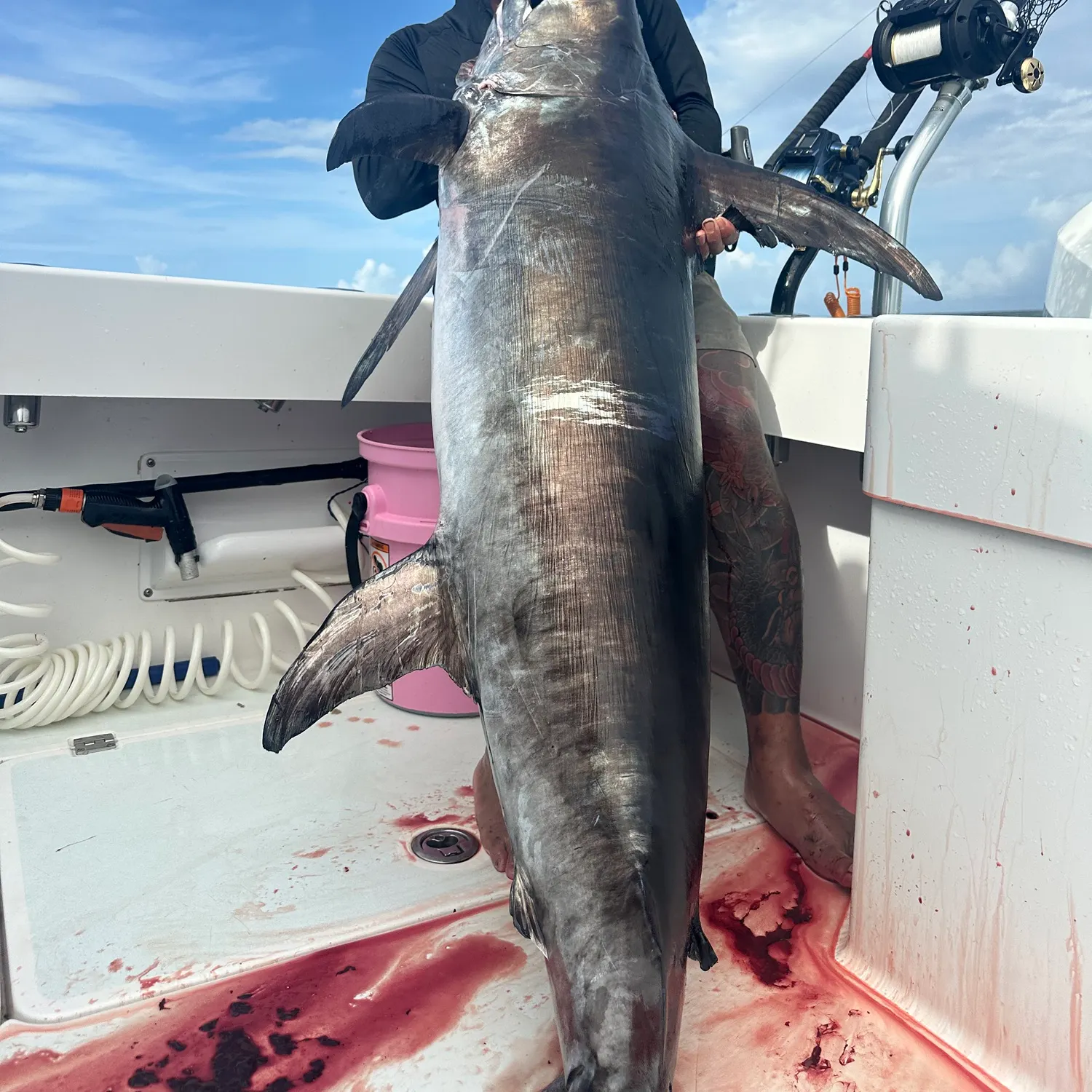 The most recent Swordfish catches on Fishbrain