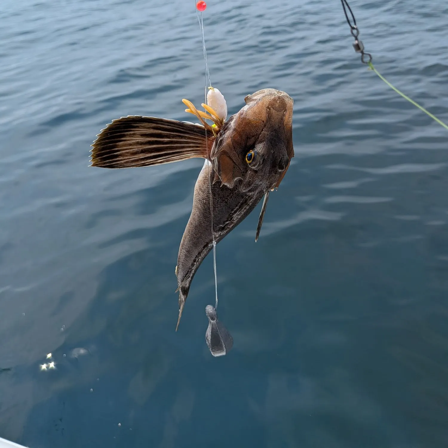 The most recent Northern searobin catches on Fishbrain