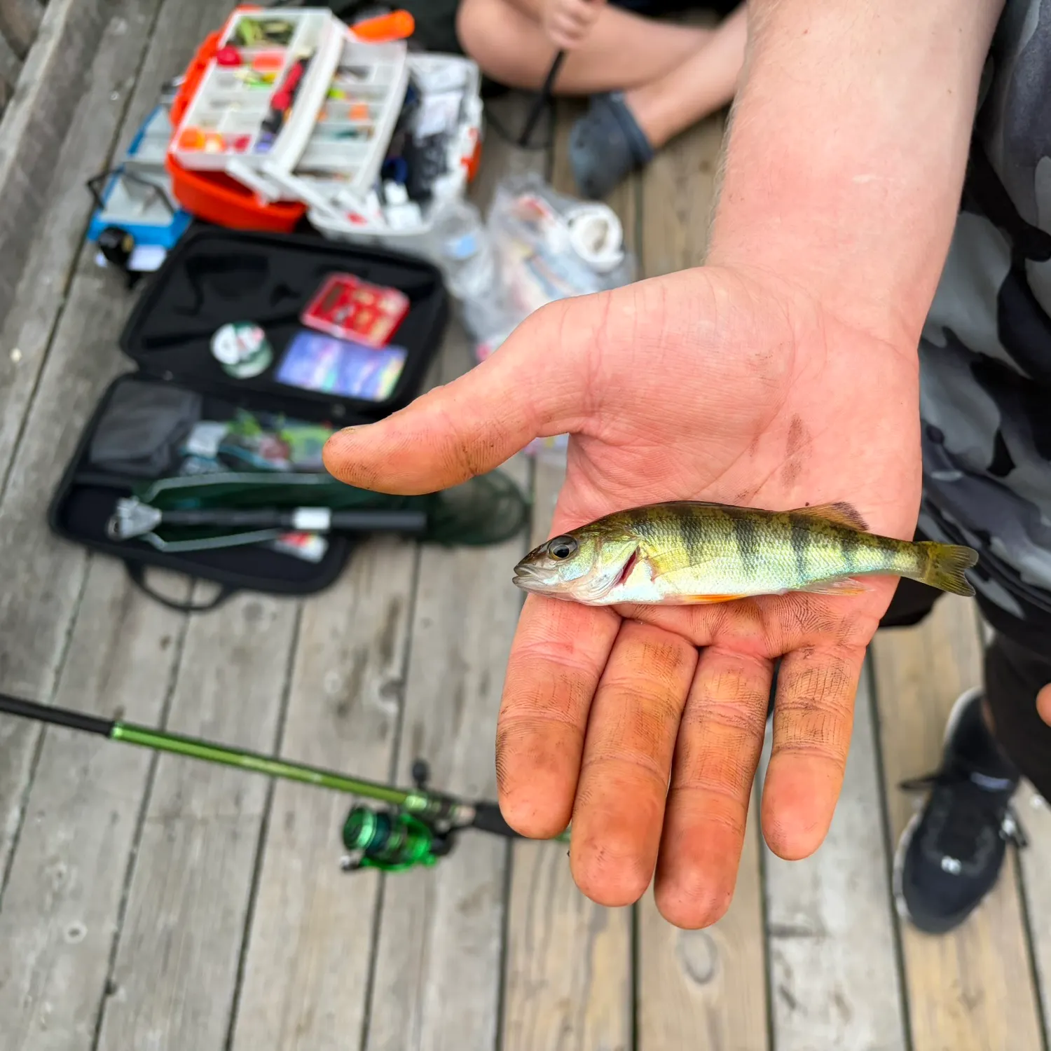 Yellow perch caught on Fishbrain