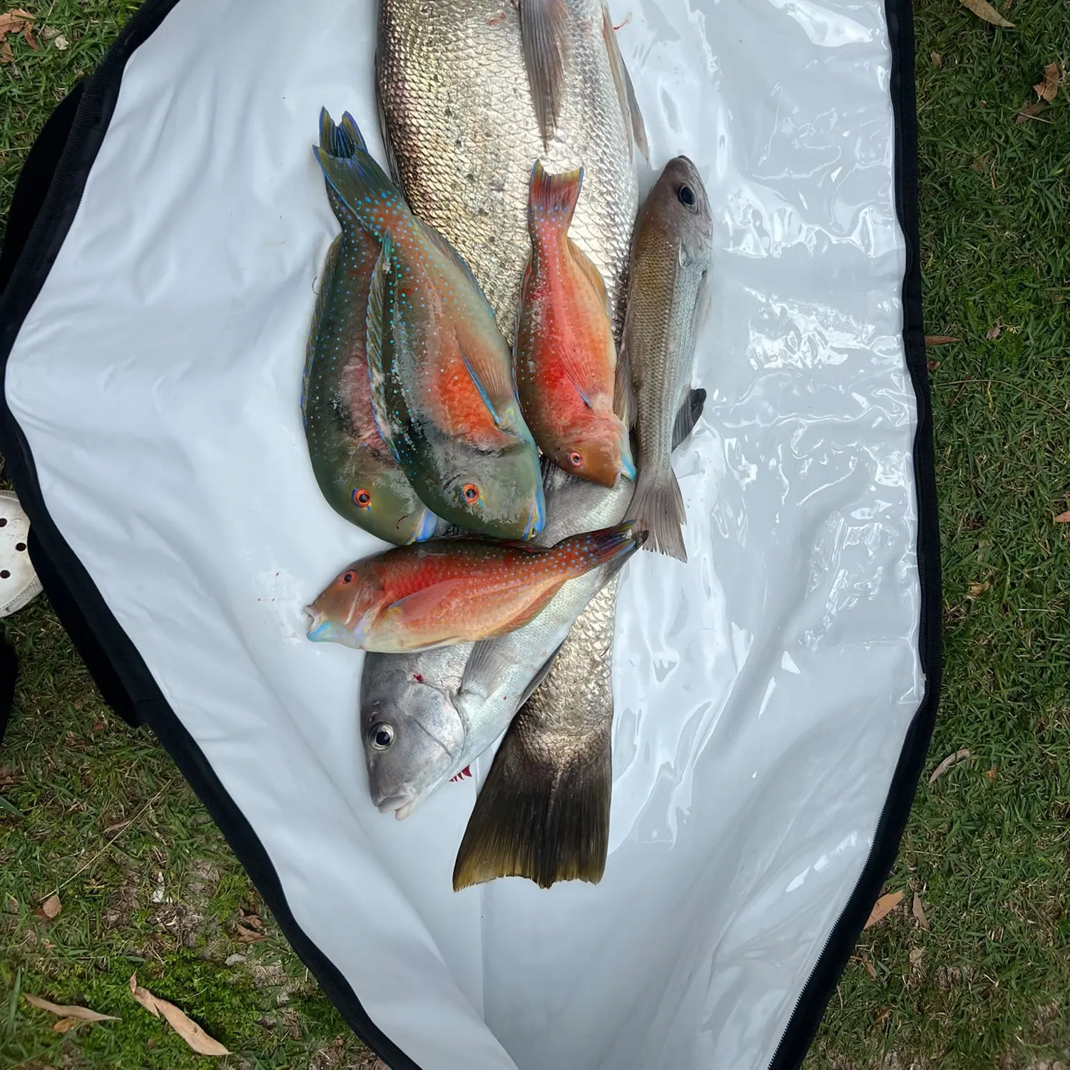 Fish caught on Fishbrain