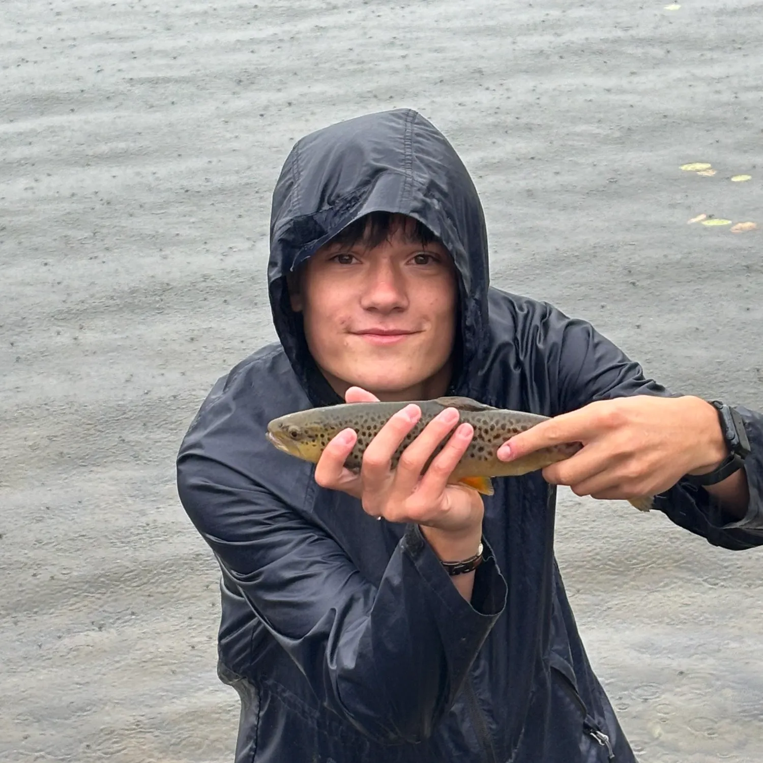Brown trout caught on Fishbrain