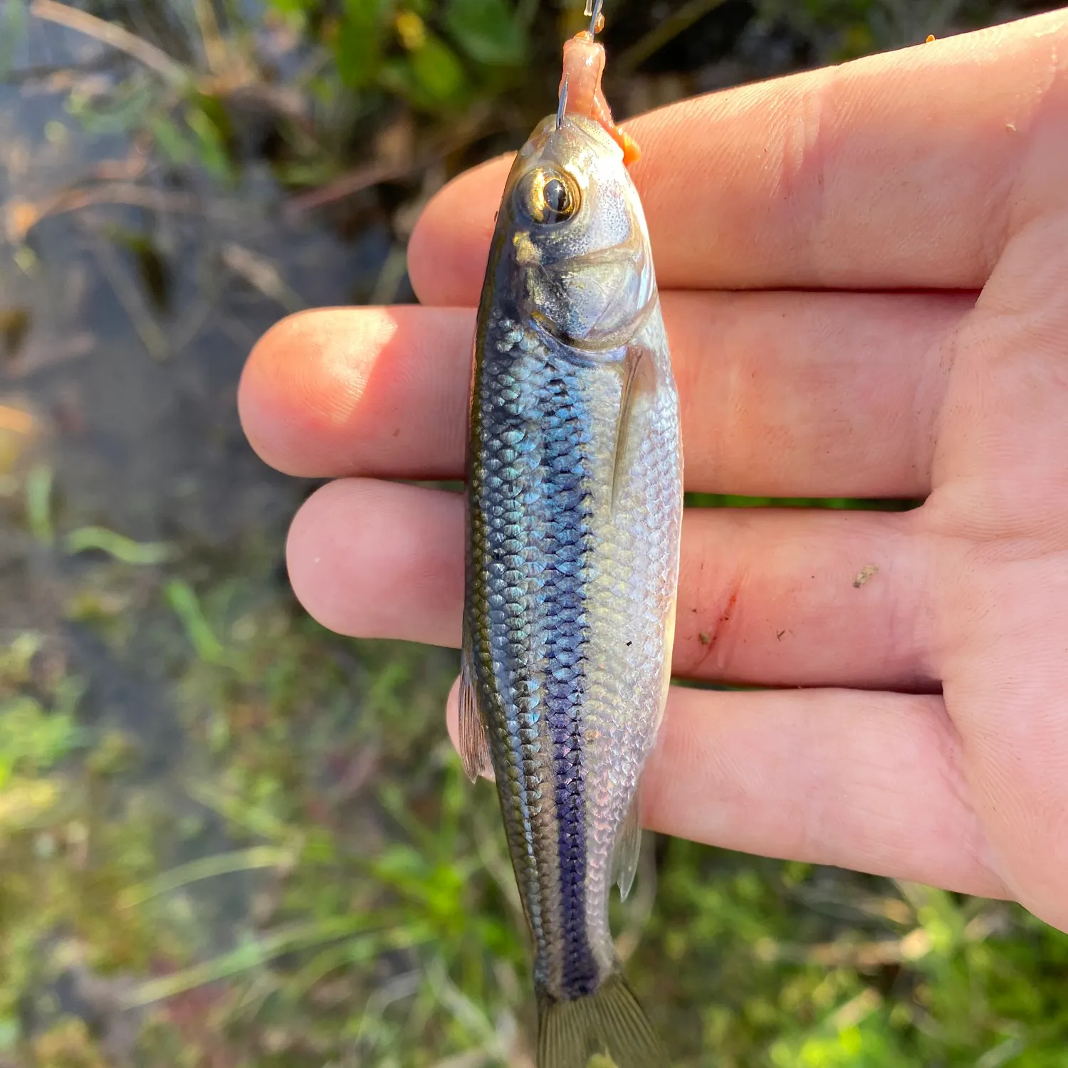 Fallfish caught on Fishbrain