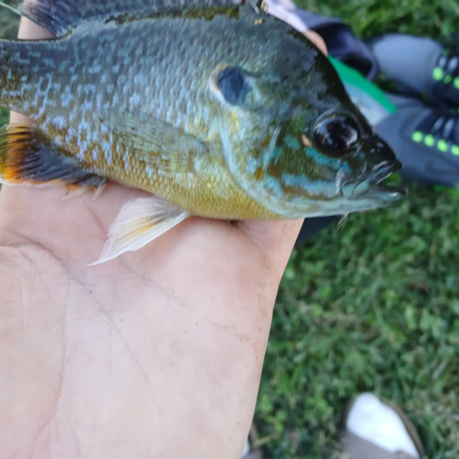 Greengill hybrid caught on Fishbrain