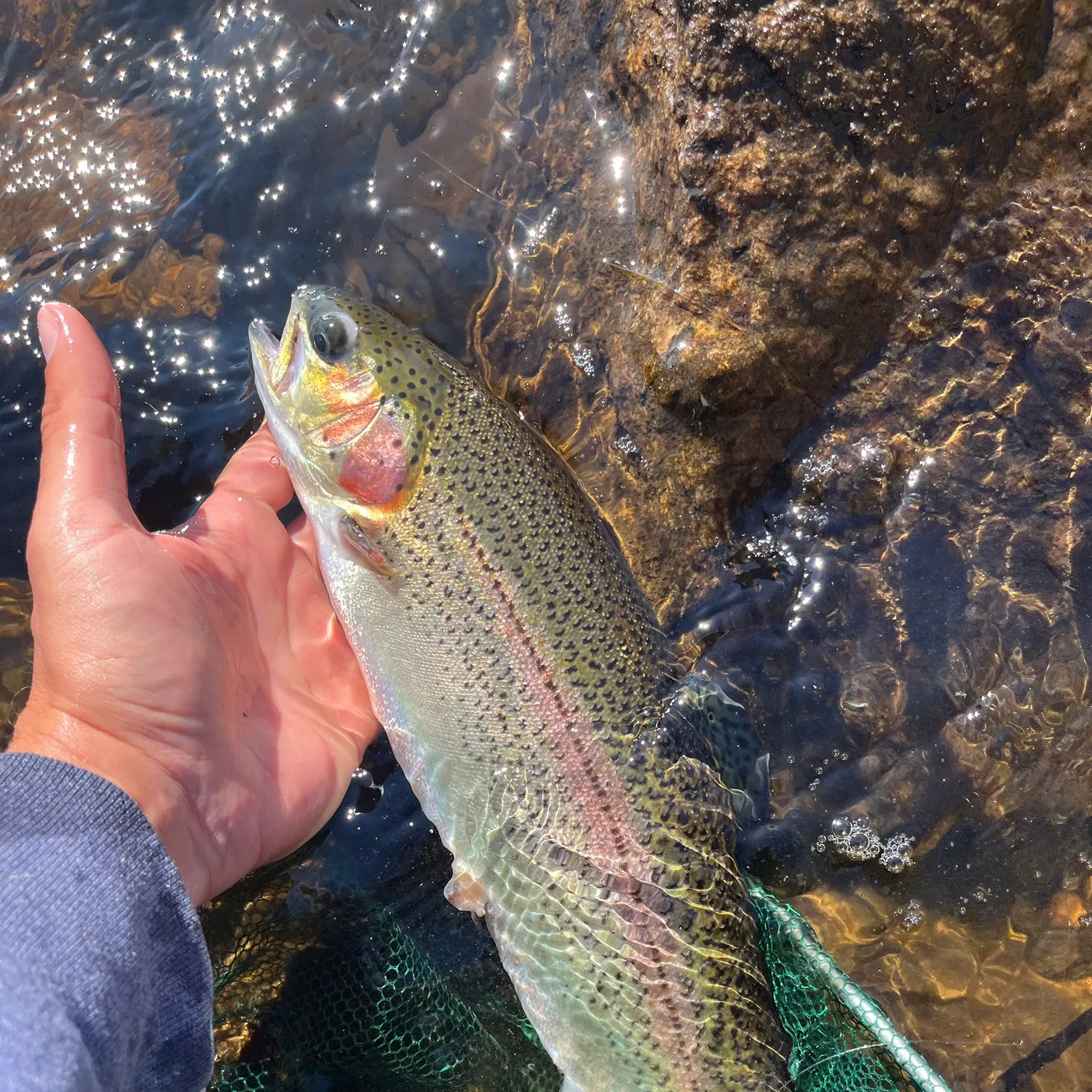 Rainbow trout caught on Fishbrain