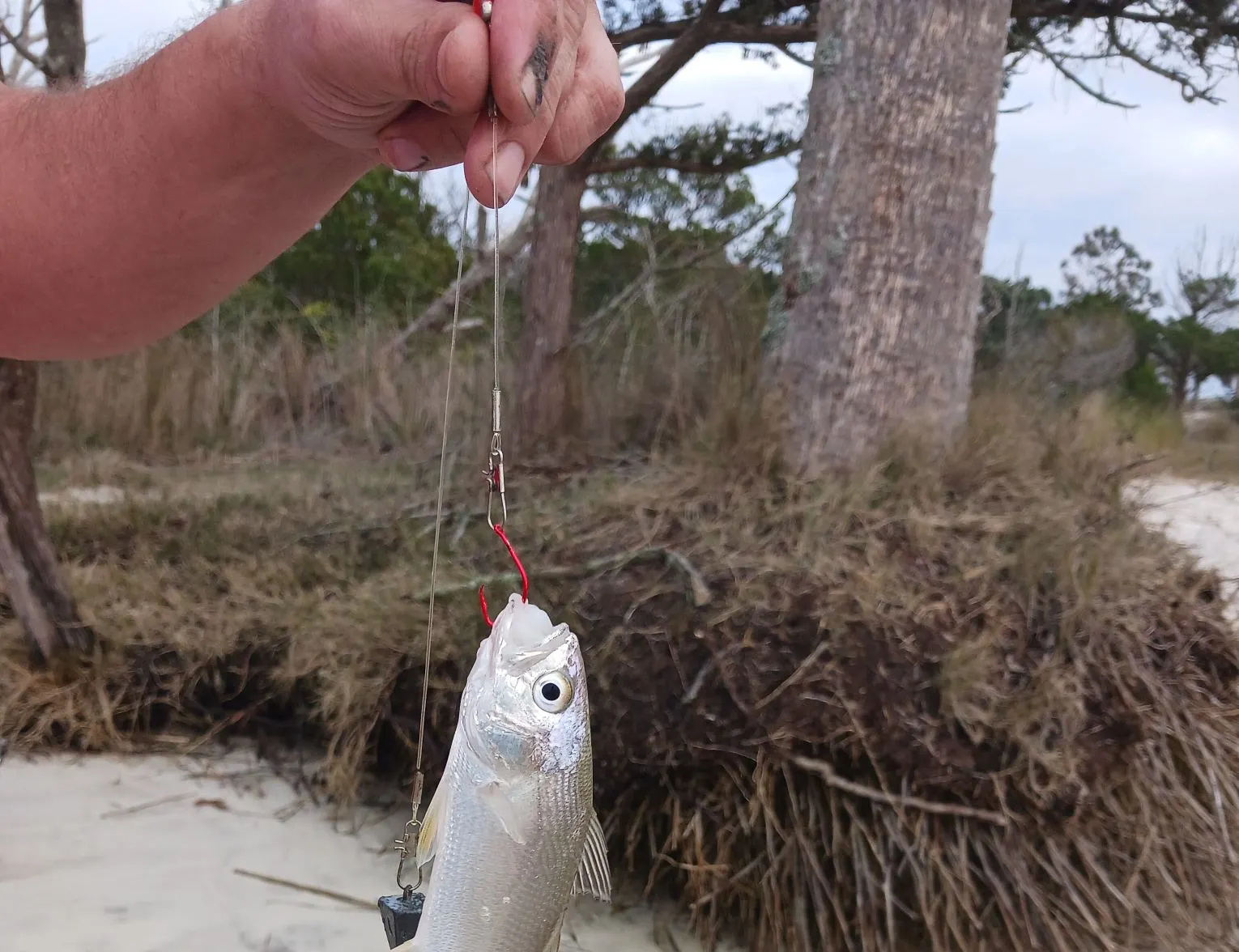 White croaker