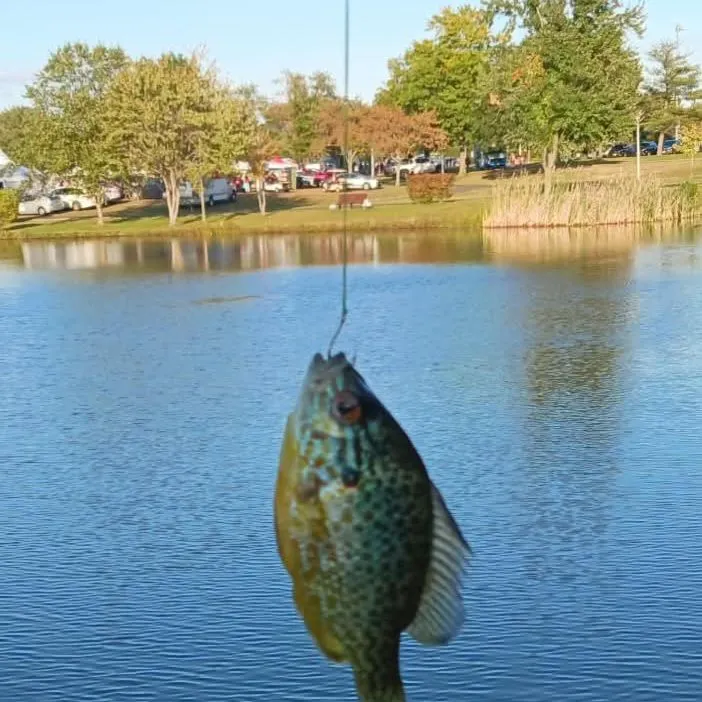 Pumpkingill hybrid caught on Fishbrain
