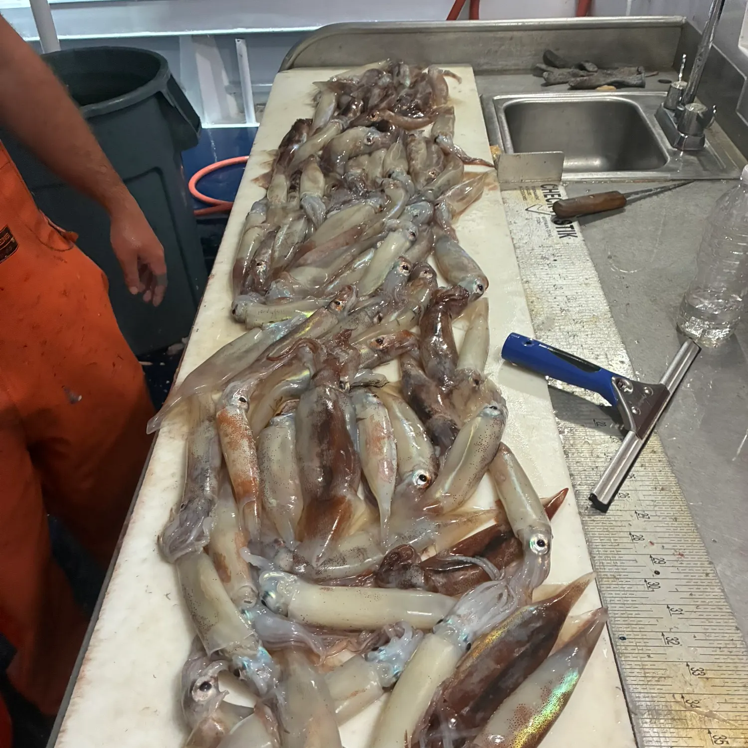 The most recent Longfin inshore squid catches on Fishbrain