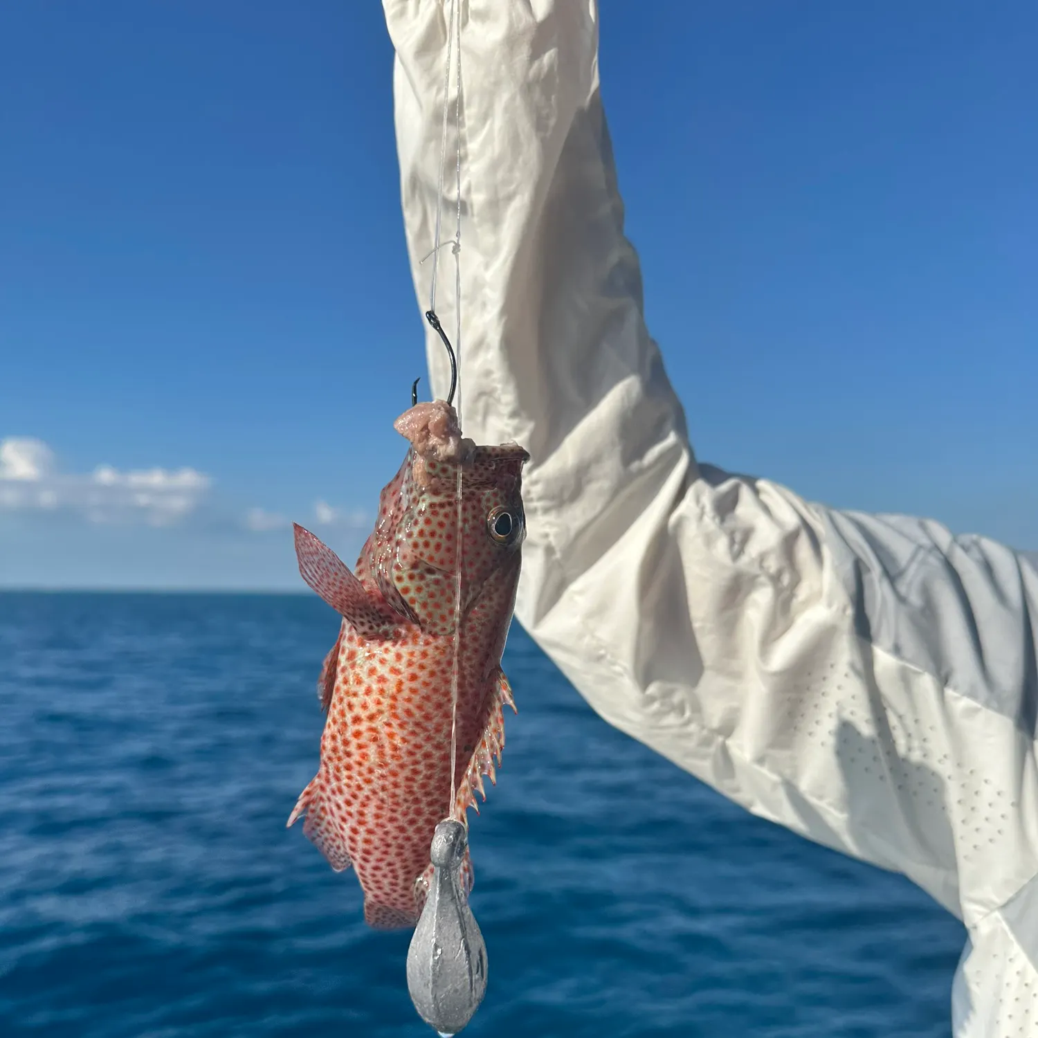 The most recent Graysby grouper catches on Fishbrain