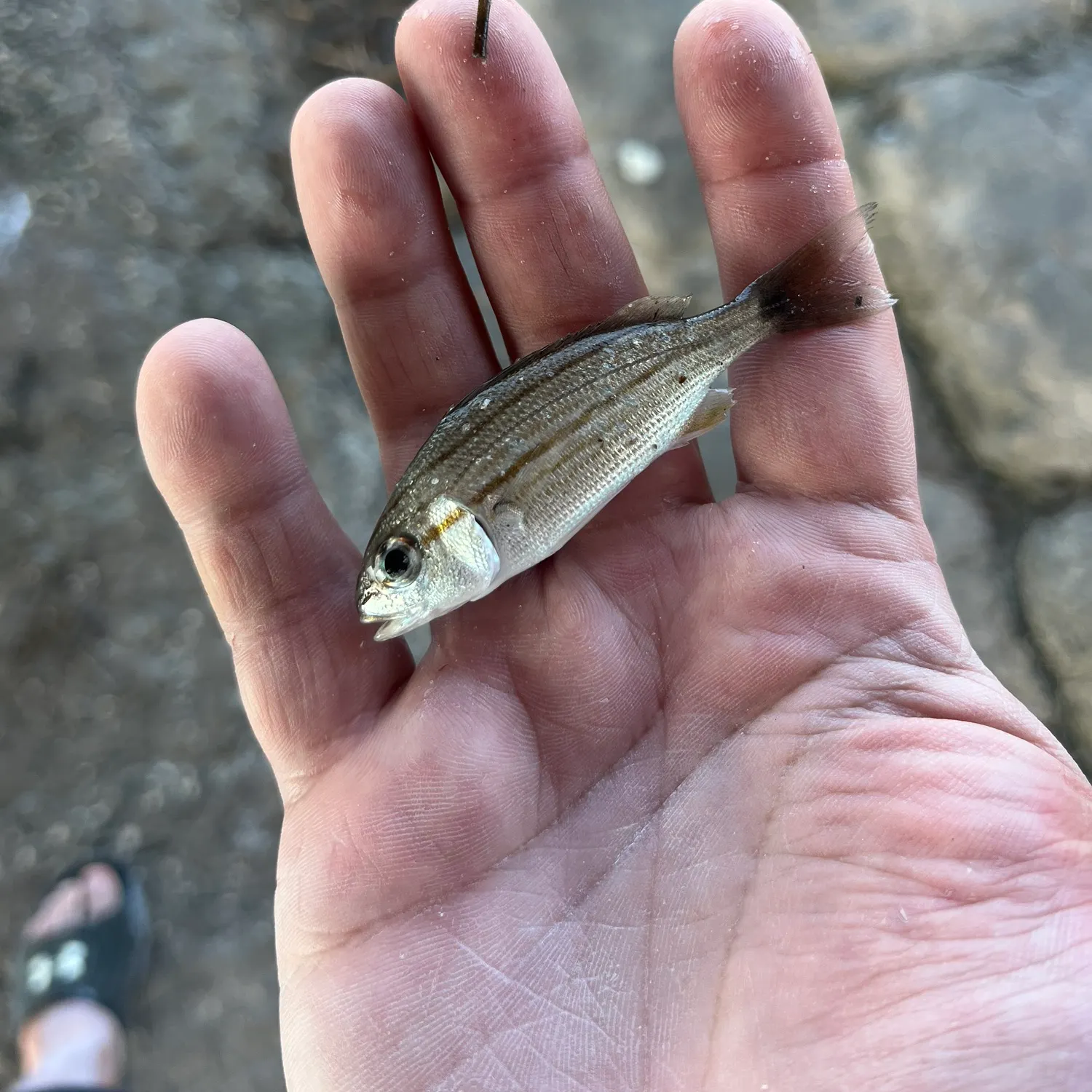 The most recent Tomtate grunt catches on Fishbrain