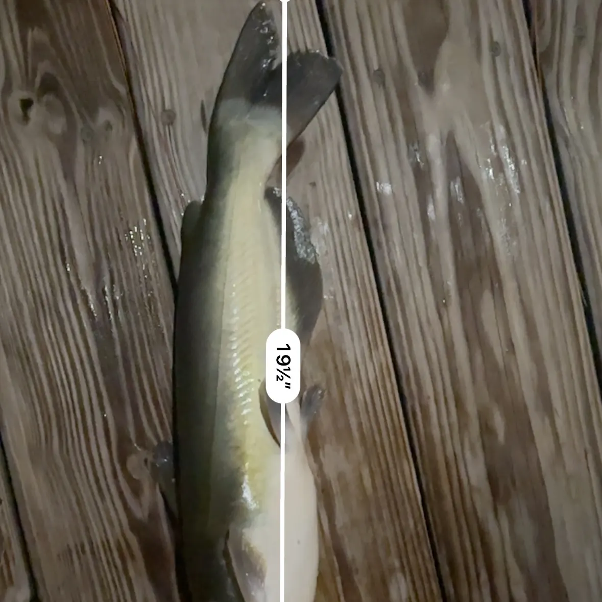 Channel catfish caught on Fishbrain