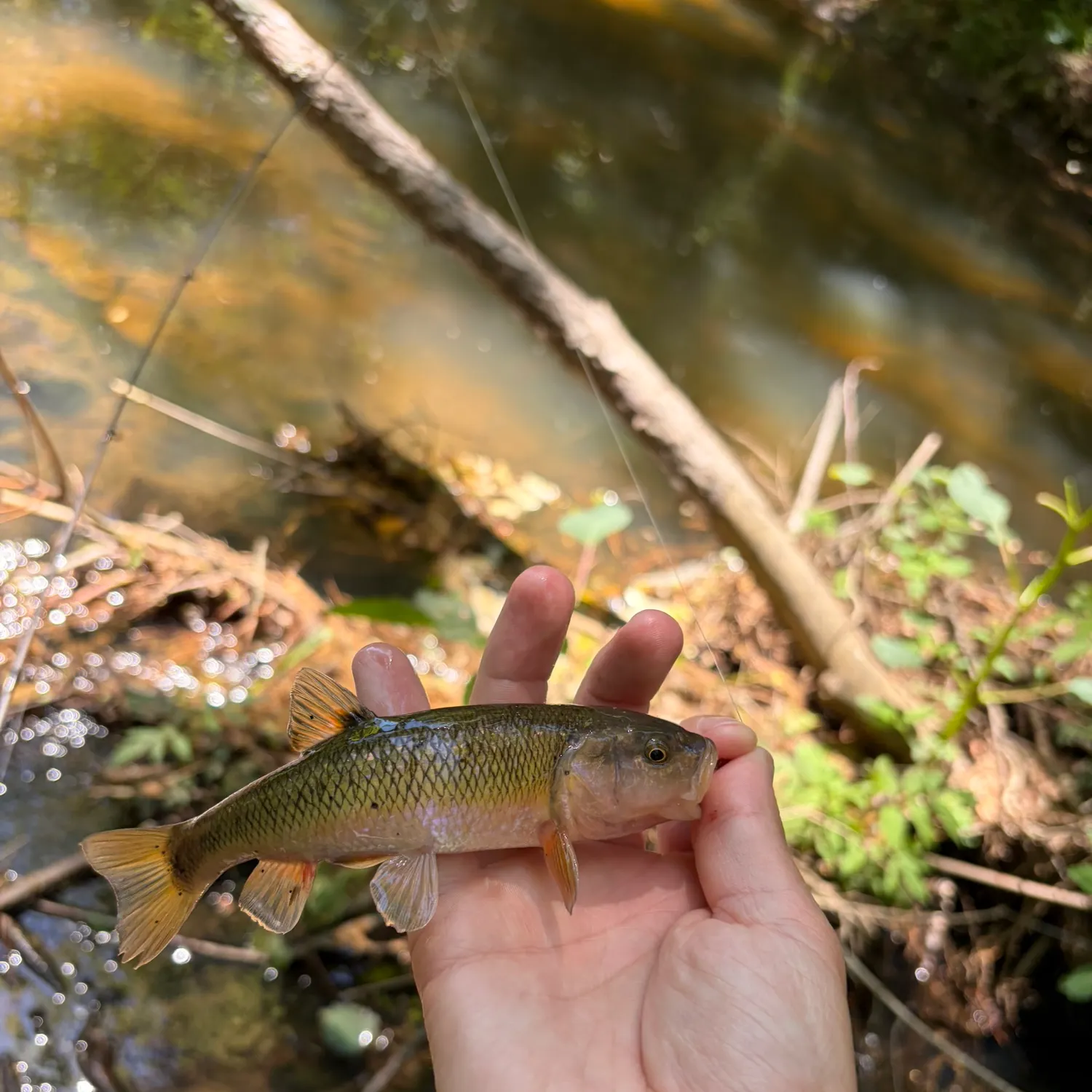 The most recent Bigmouth chub catches on Fishbrain