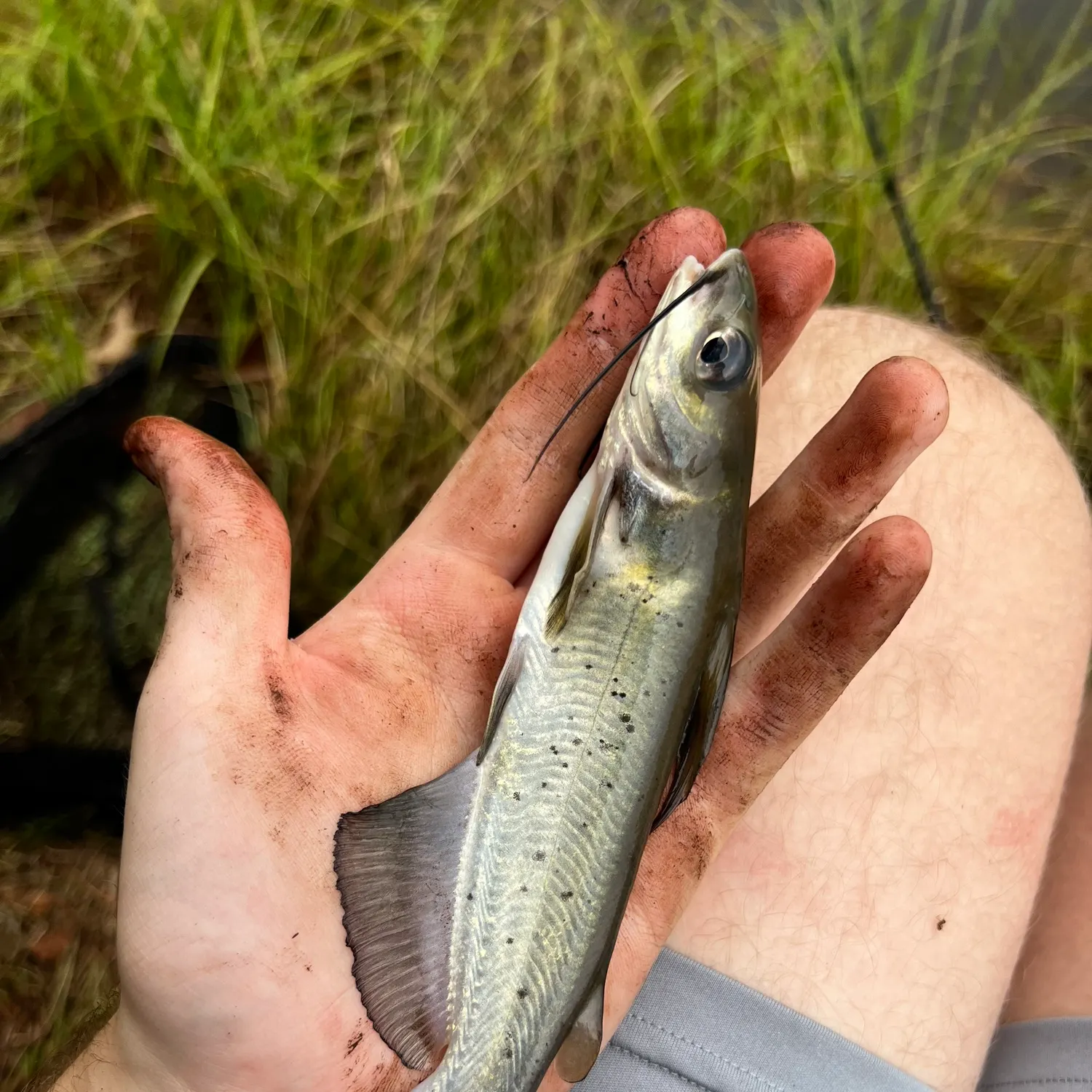 Channel catfish caught on Fishbrain