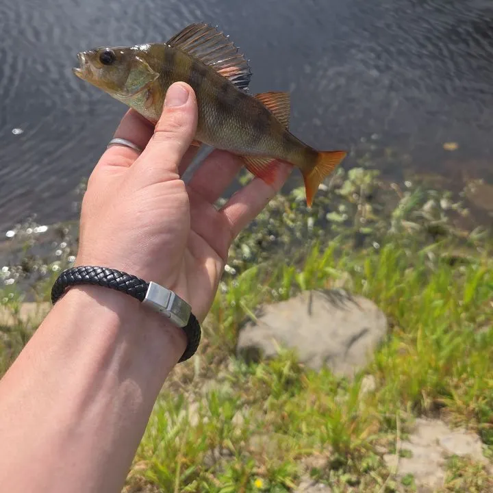 The most recent European perch catches on Fishbrain