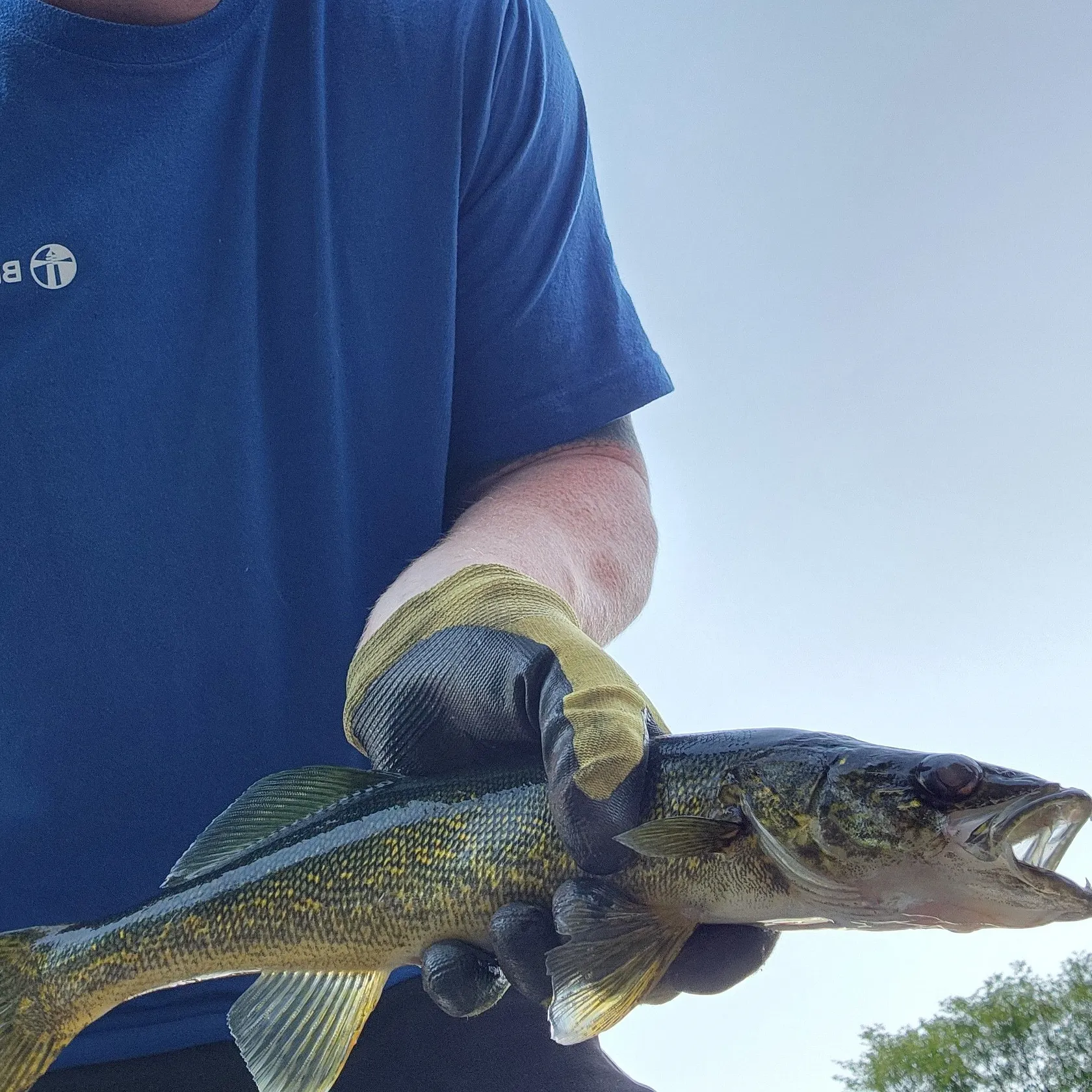Walleye caught on Fishbrain