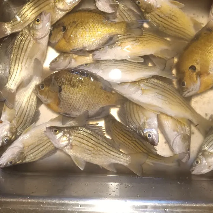 Yellow bass caught on Fishbrain
