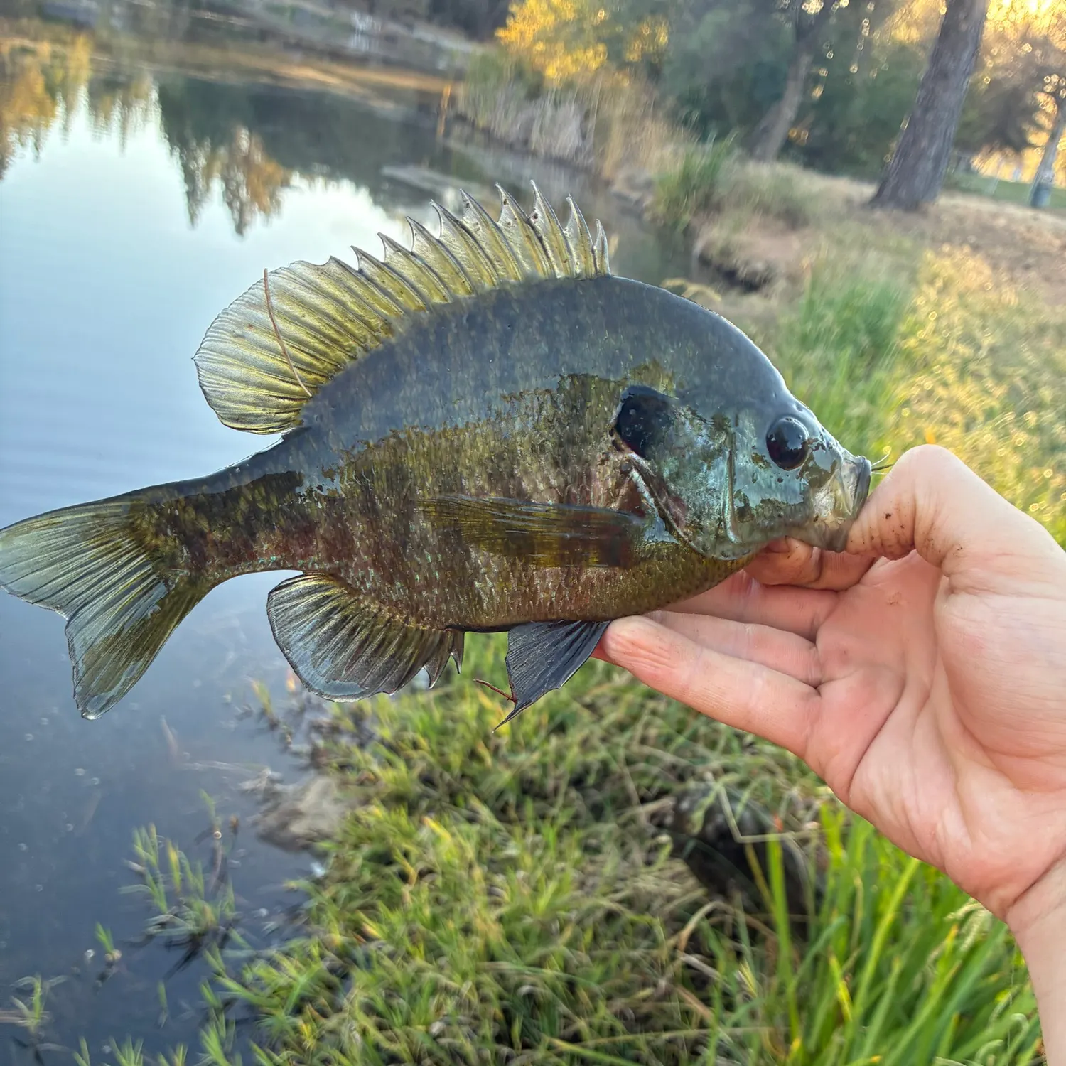 Bluegill caught on Fishbrain