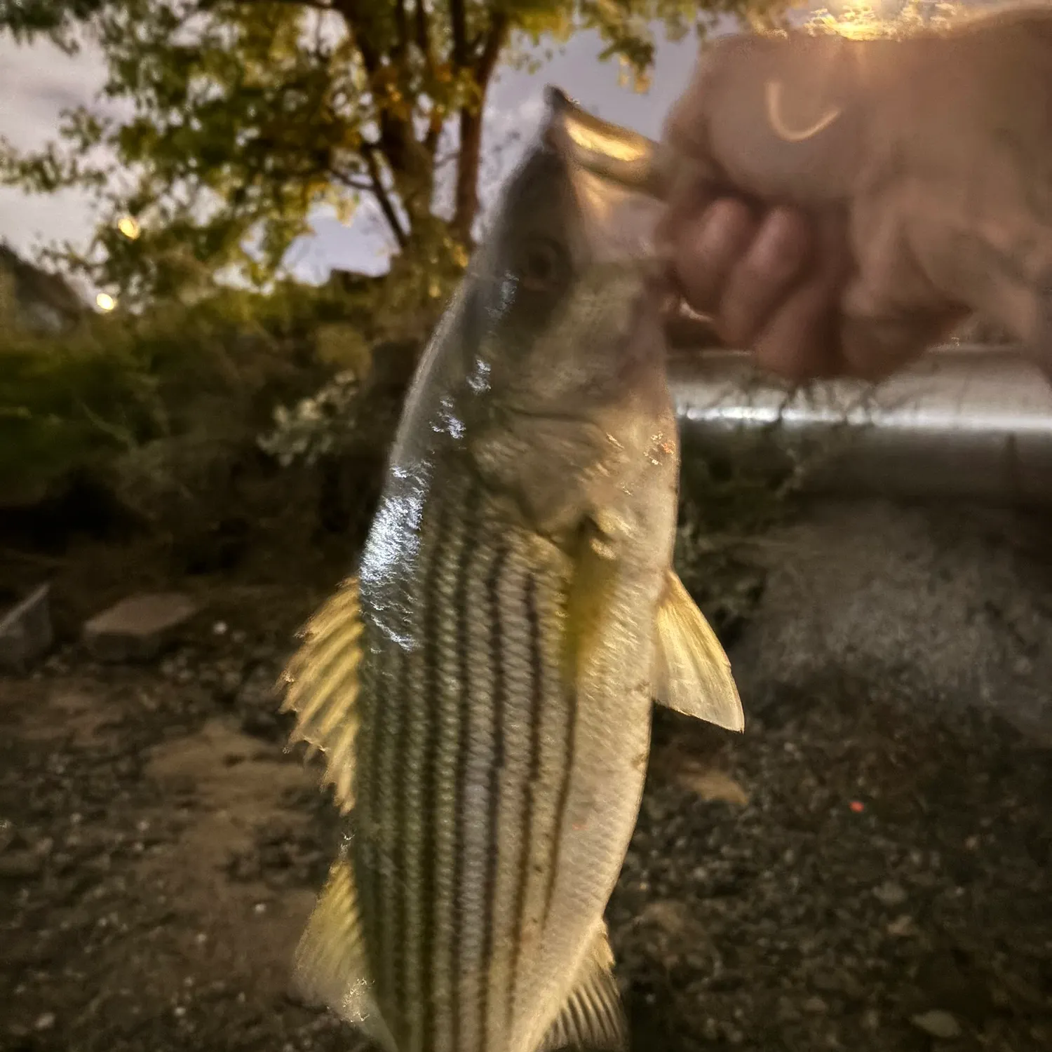 Striped bass caught on Fishbrain