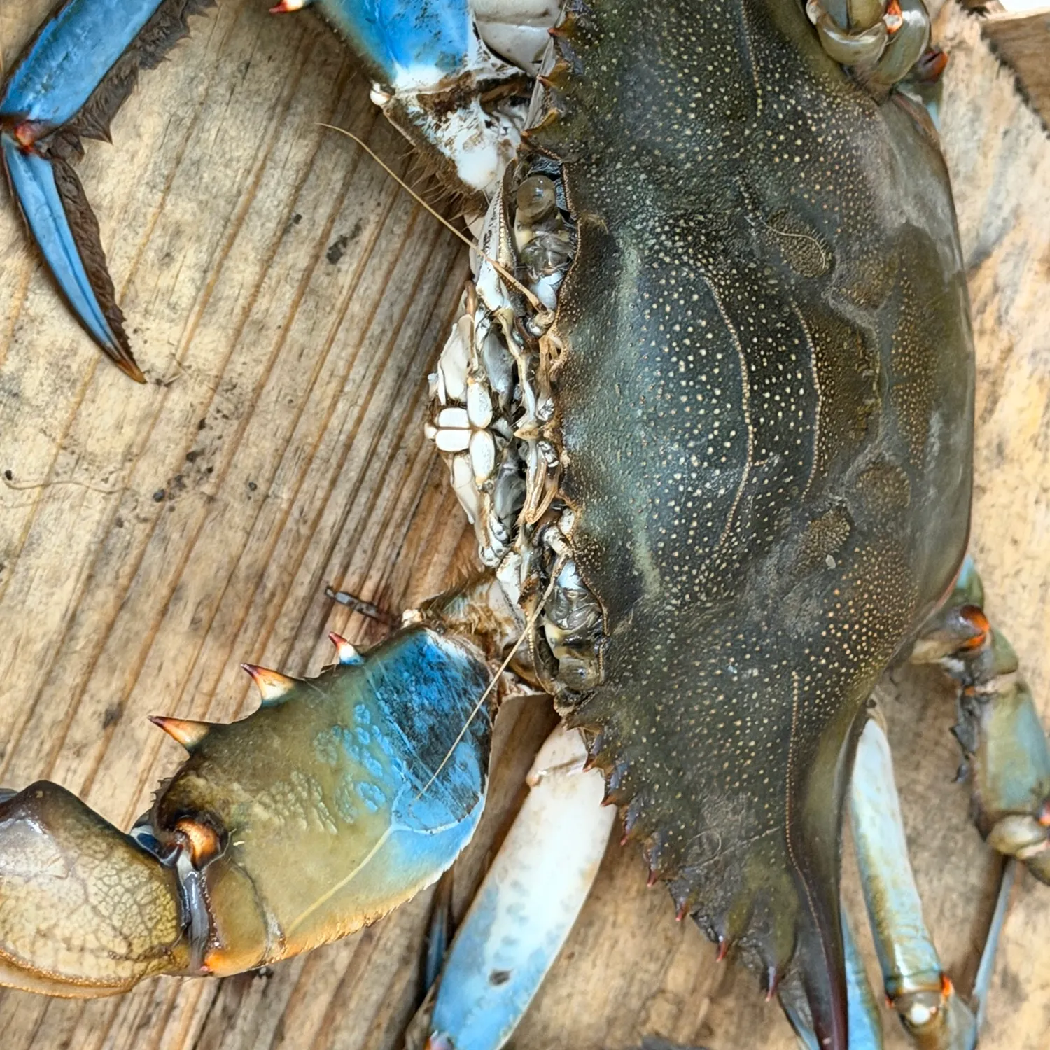 Blue crab caught on Fishbrain