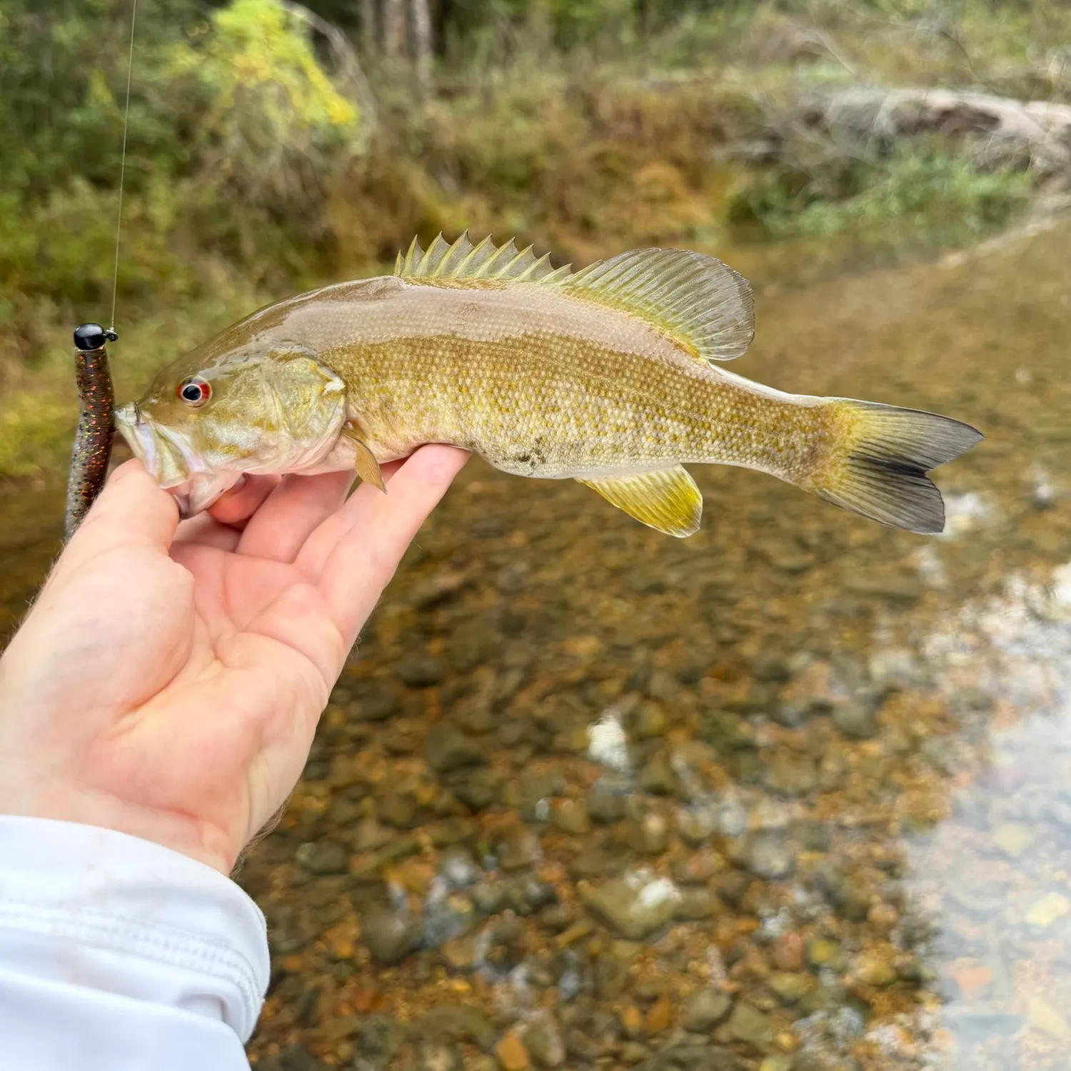 Smallmouth bass caught on Fishbrain