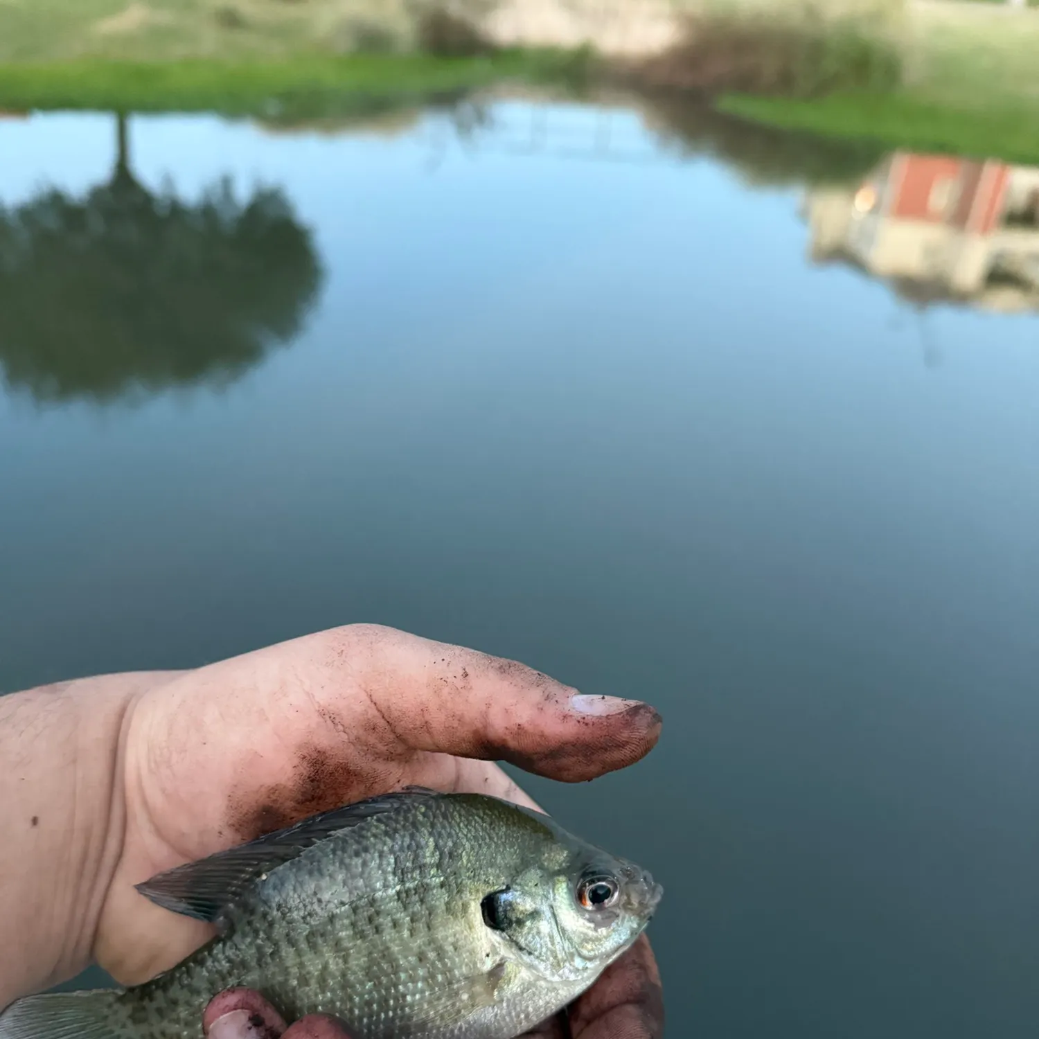 Bluegill caught on Fishbrain