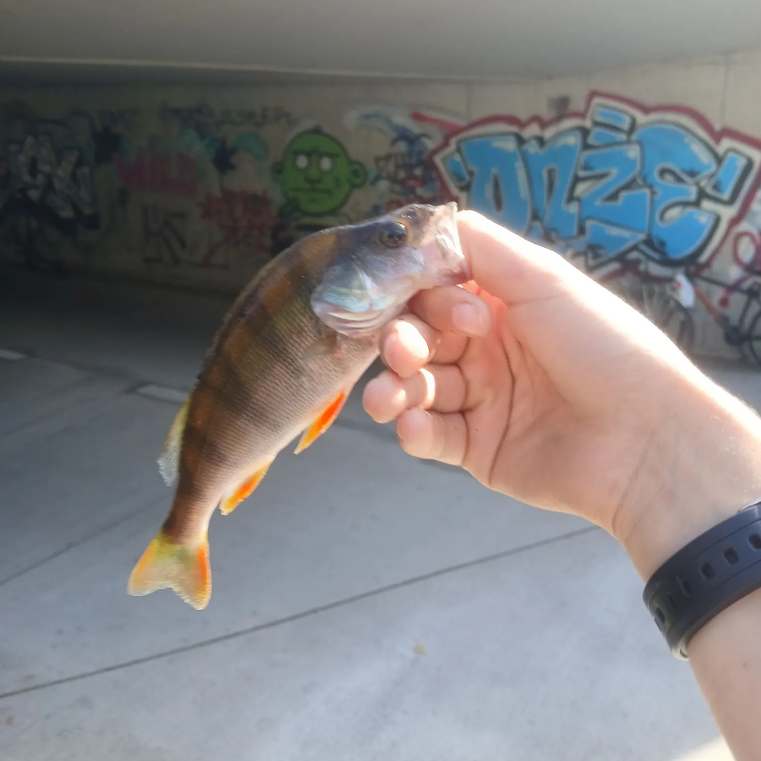 European perch caught on Fishbrain