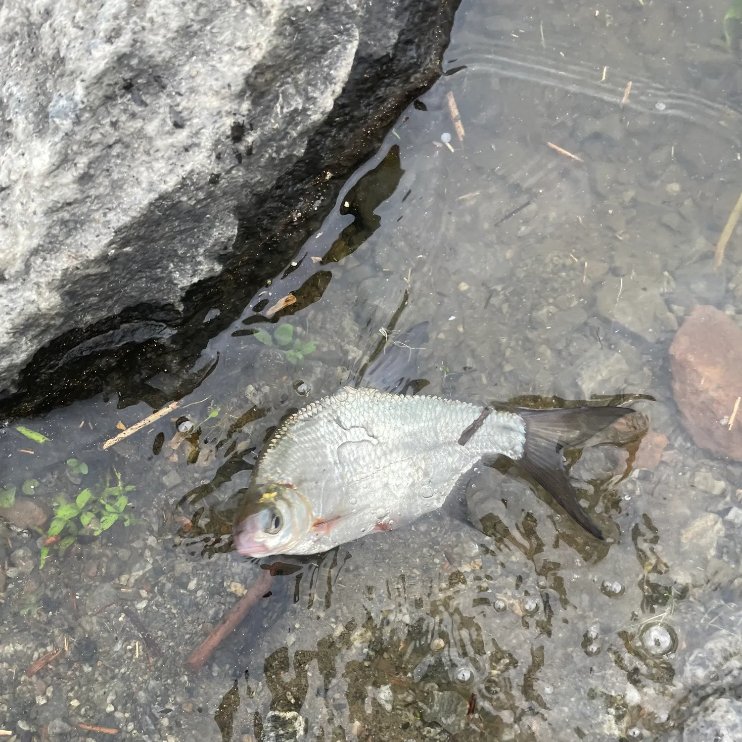 The most recent Zope catches on Fishbrain