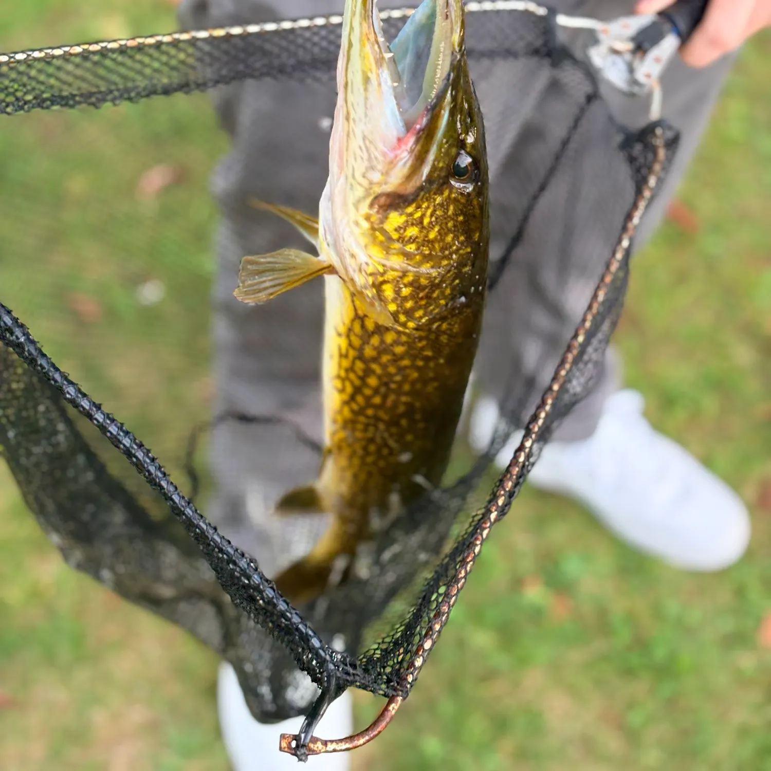 Chain pickerel caught on Fishbrain