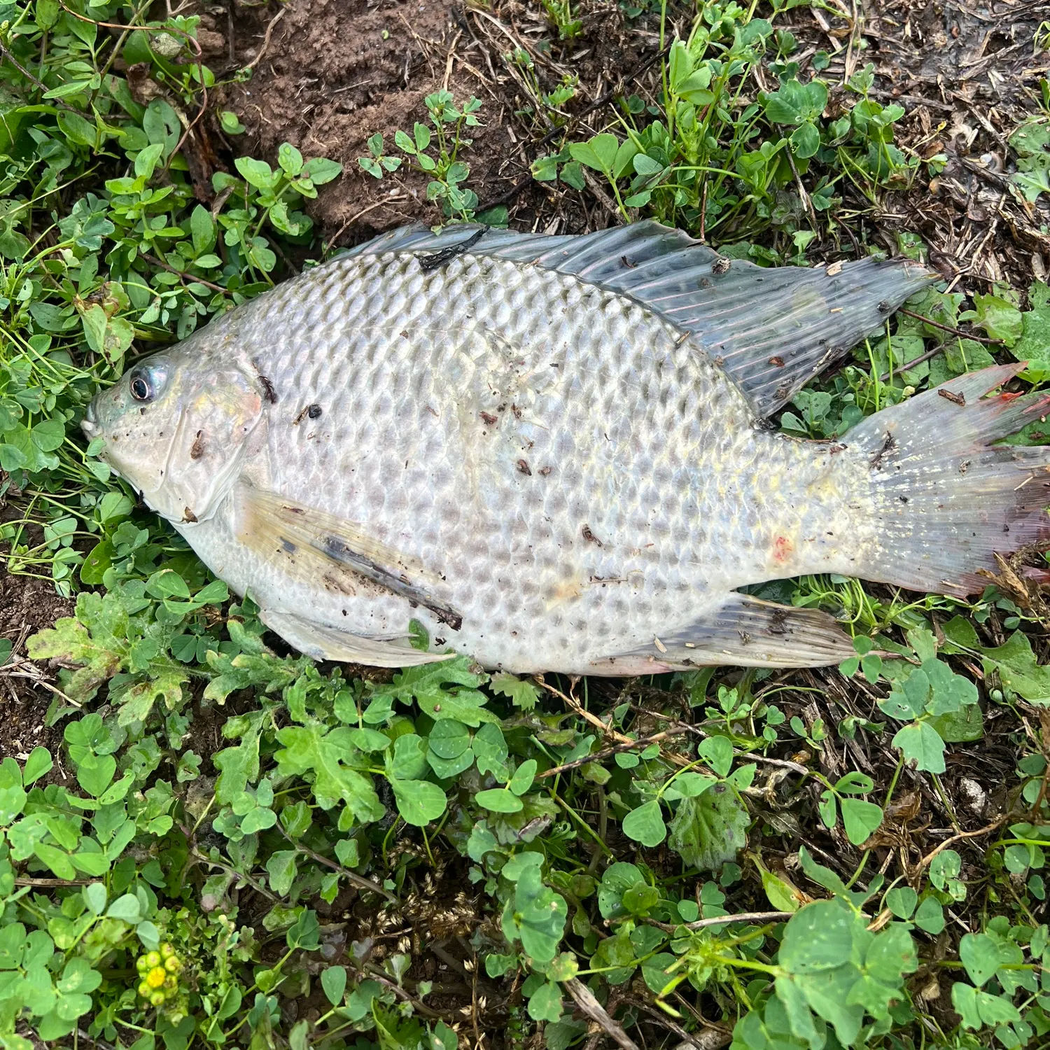 The most recent Nile tilapia catches on Fishbrain