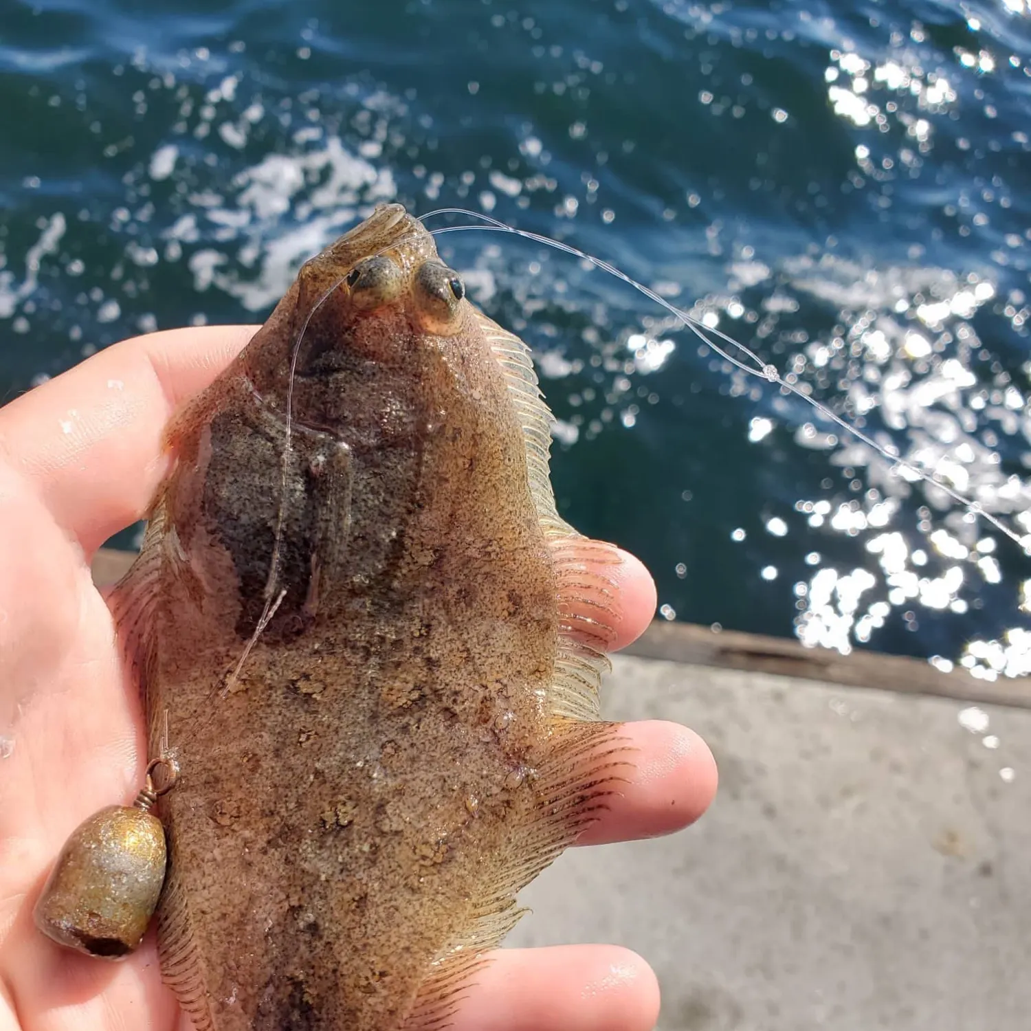 Speckled sanddab caught on Fishbrain