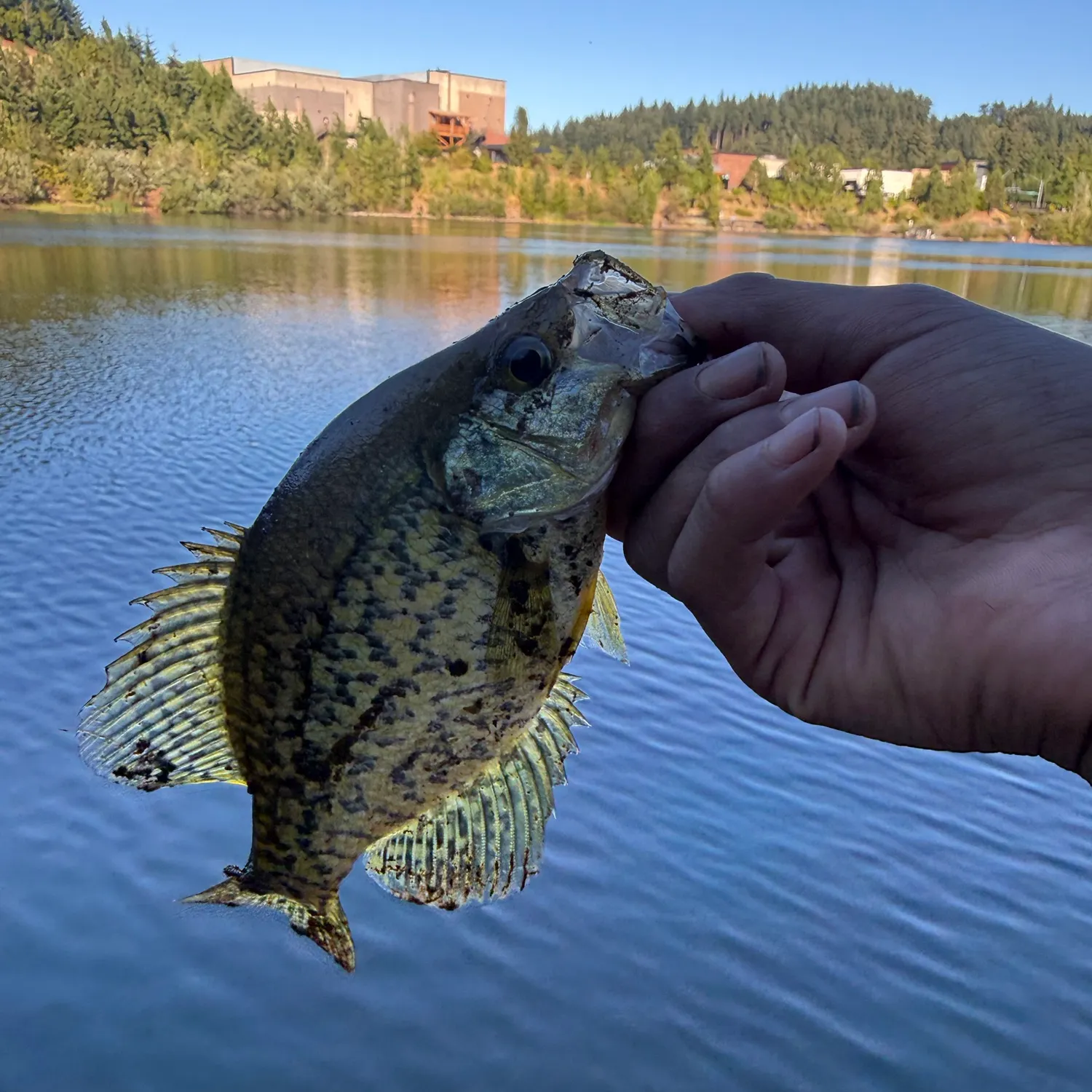 Black crappie caught on Fishbrain