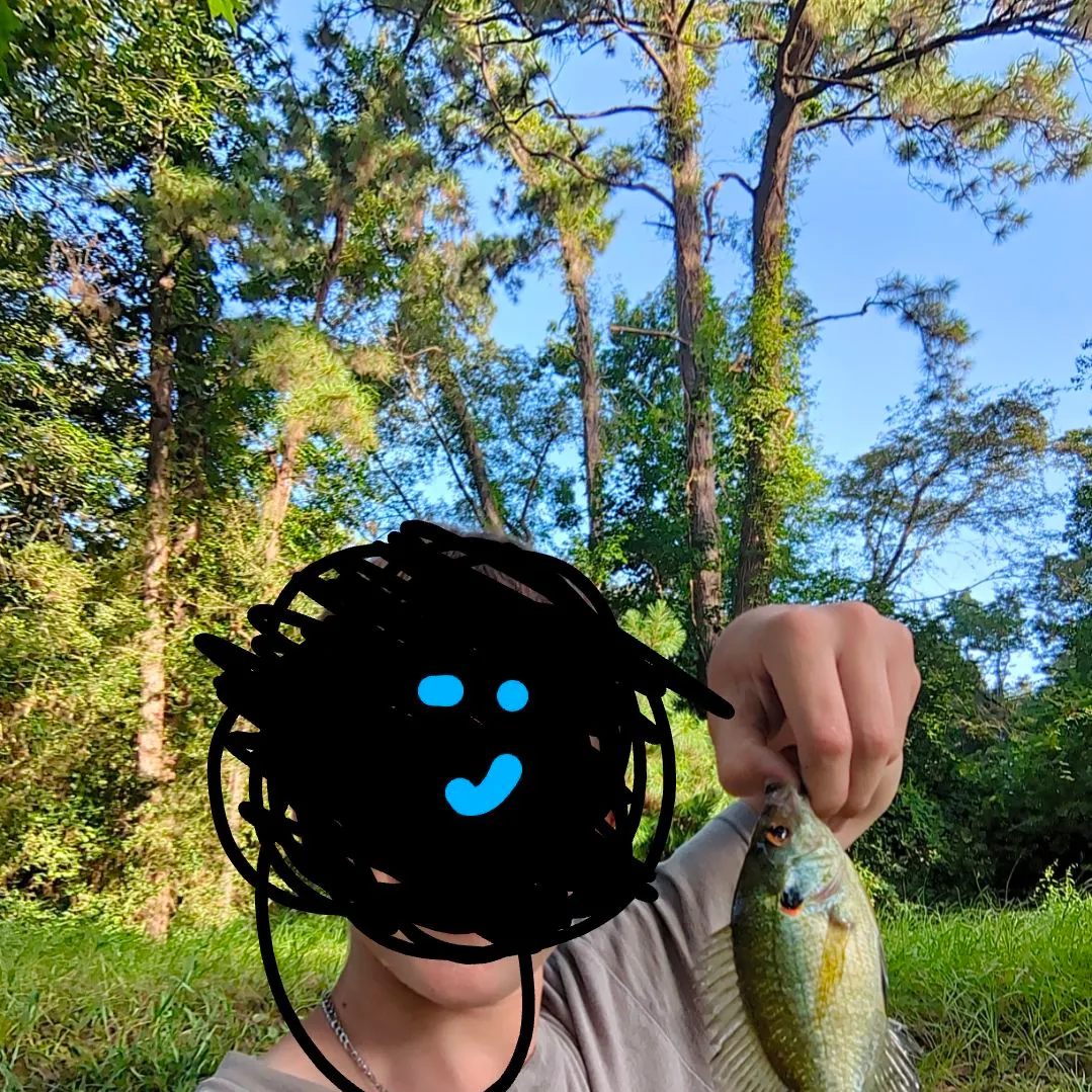 Redear sunfish caught on Fishbrain