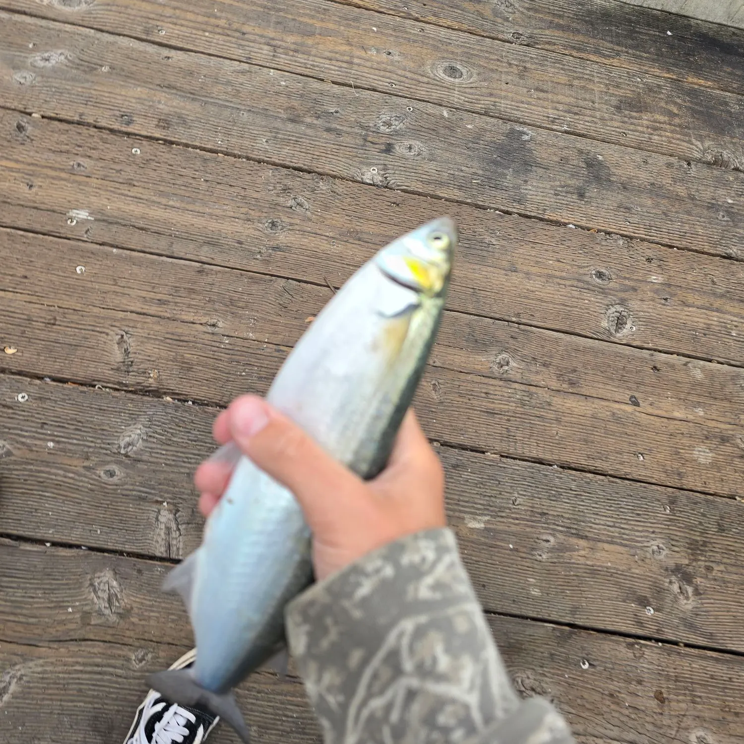Jack silverside caught on Fishbrain