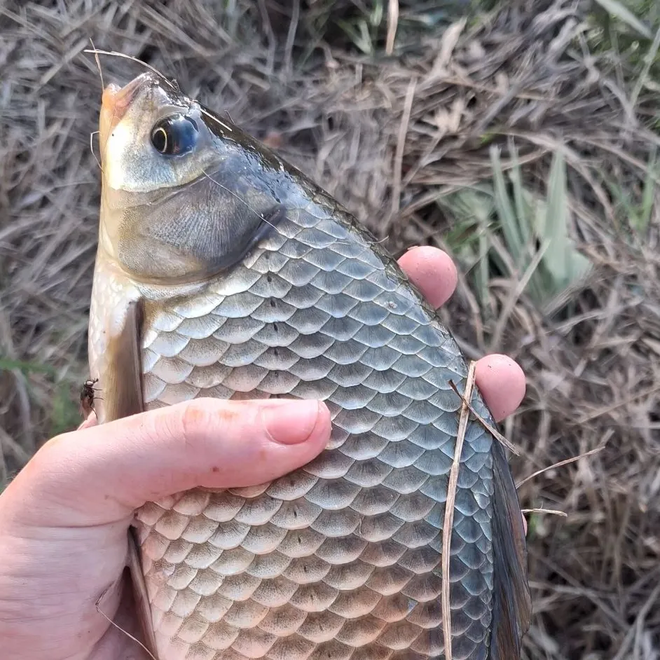Common carp caught on Fishbrain