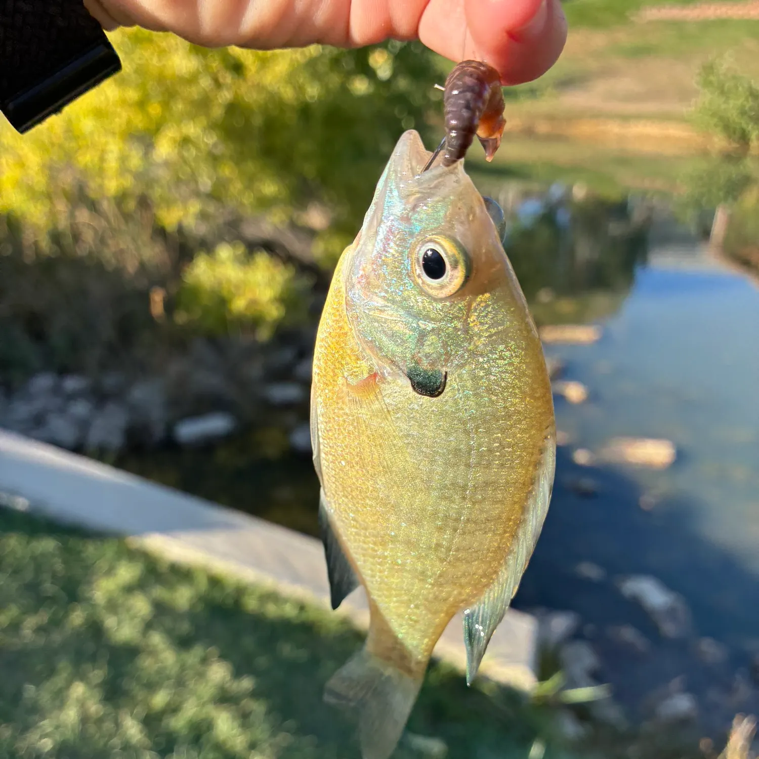 Bluegill caught on Fishbrain