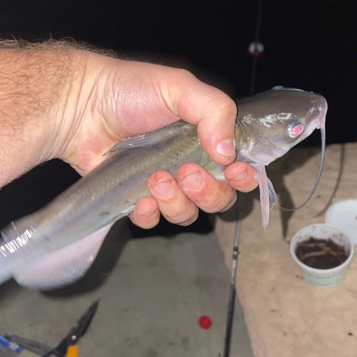 Channel catfish caught on Fishbrain