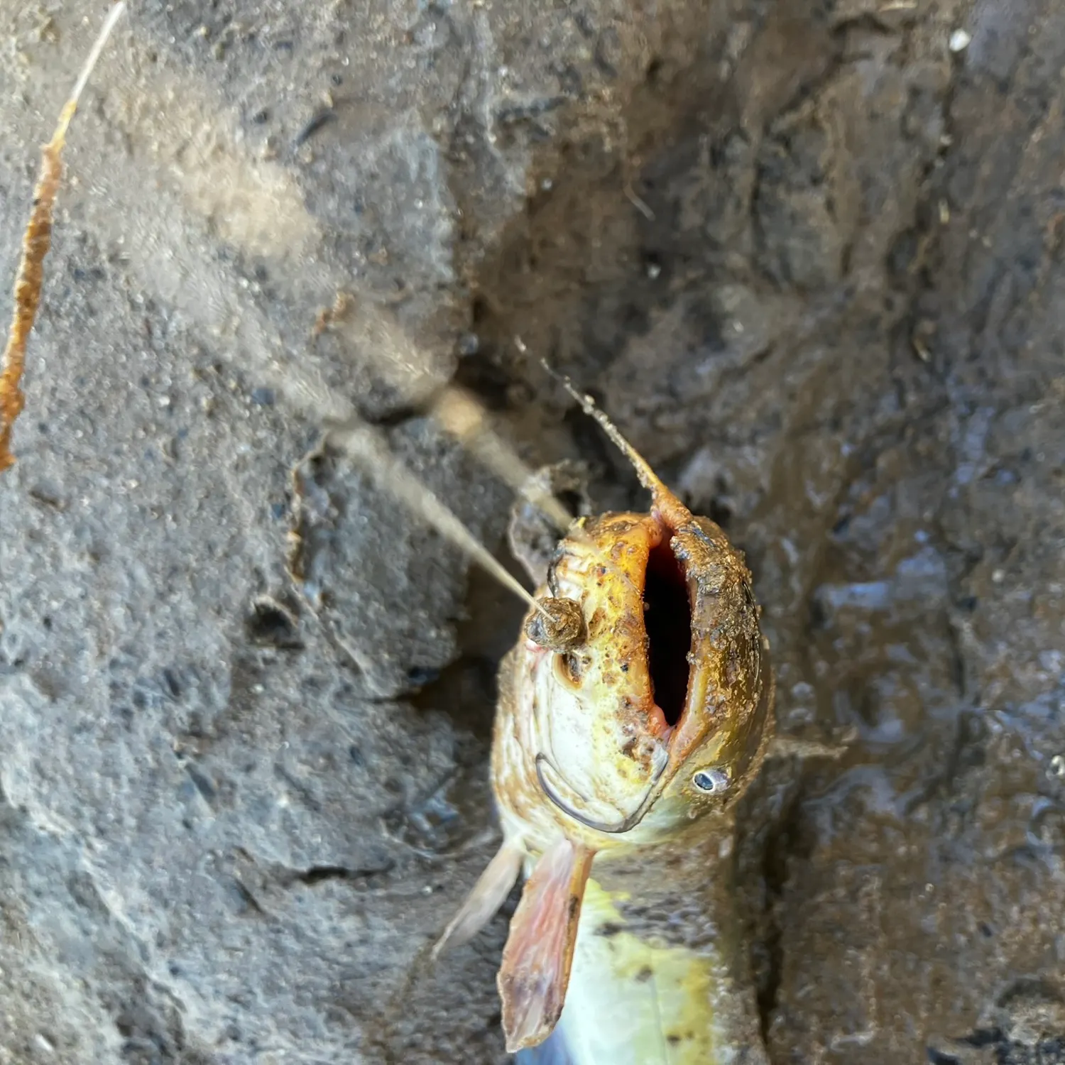 Channel catfish caught on Fishbrain