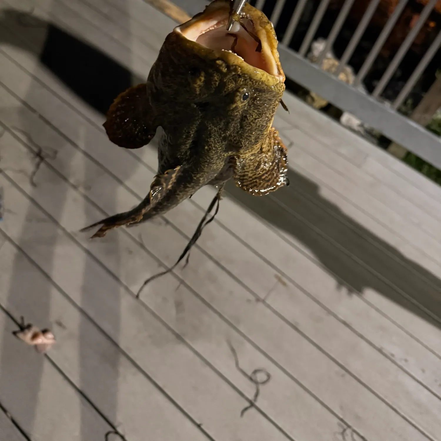 The most recent Oyster toadfish catches on Fishbrain