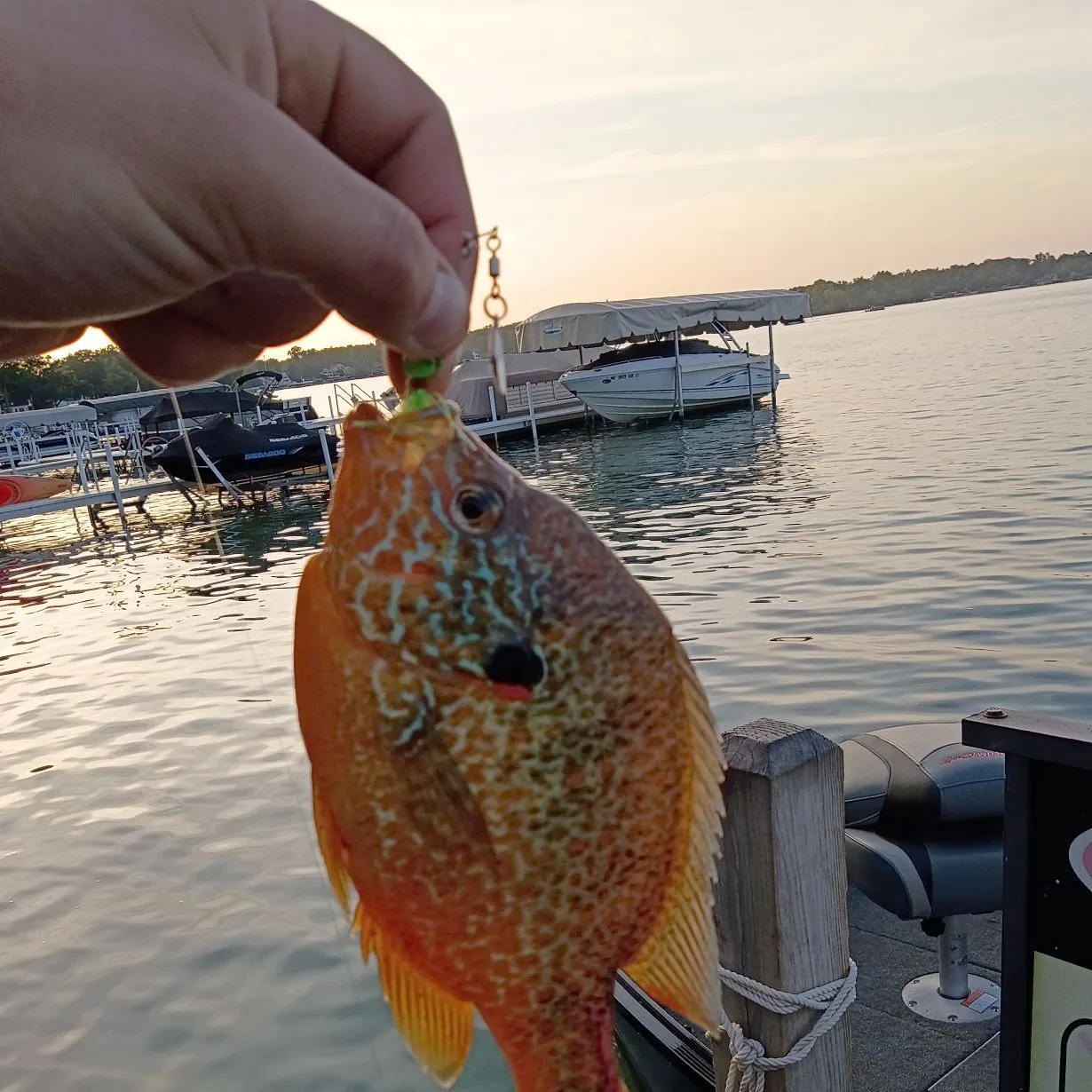 recently logged catches