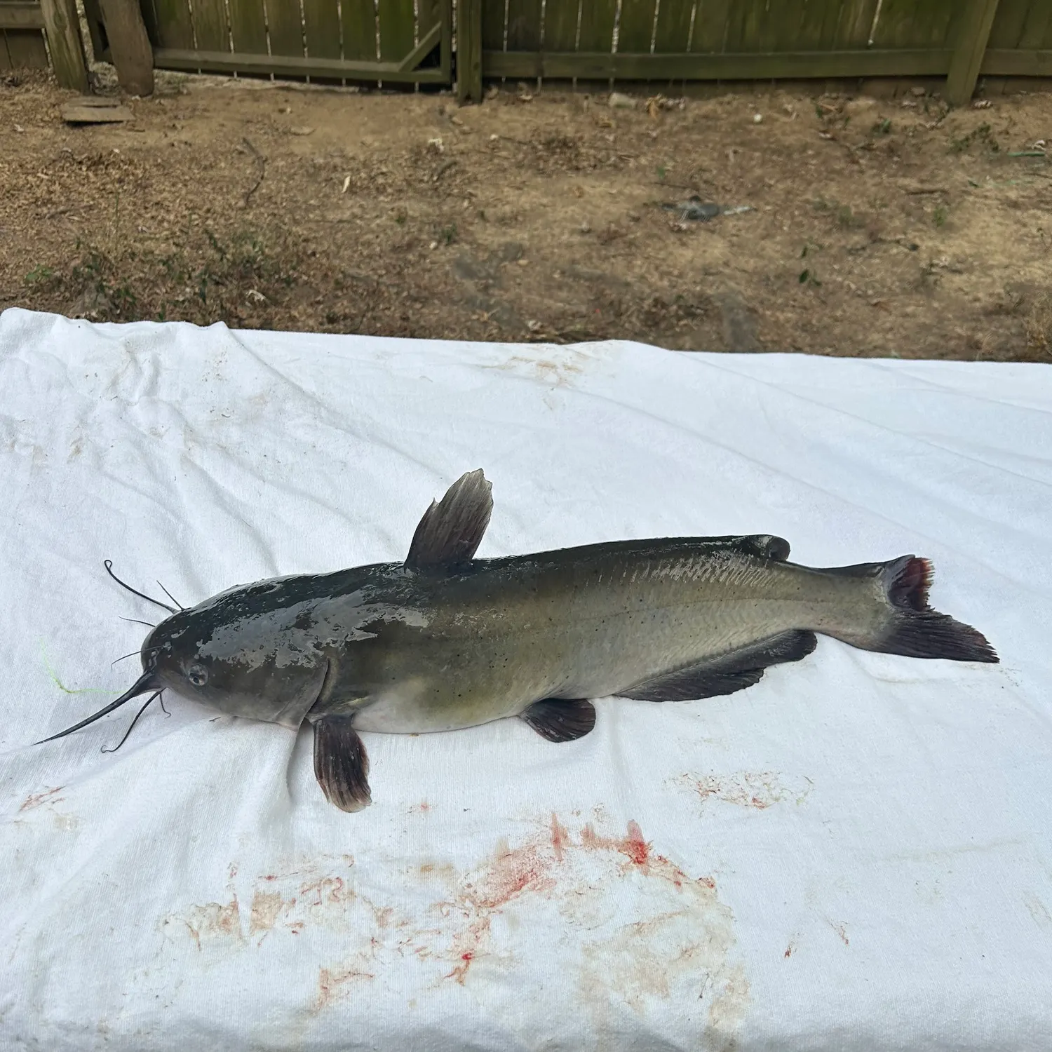Channel catfish caught on Fishbrain