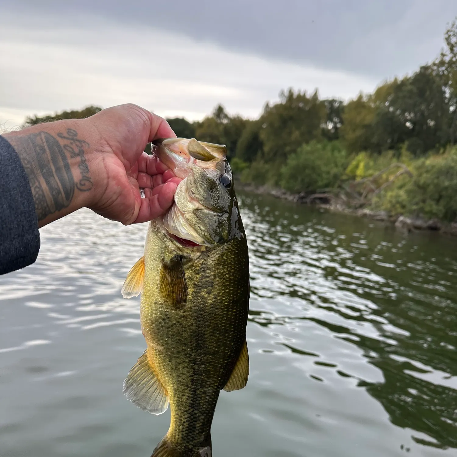 Largemouth bass caught on Fishbrain
