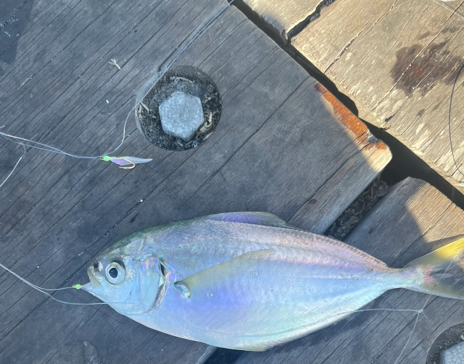 Pacific pompano