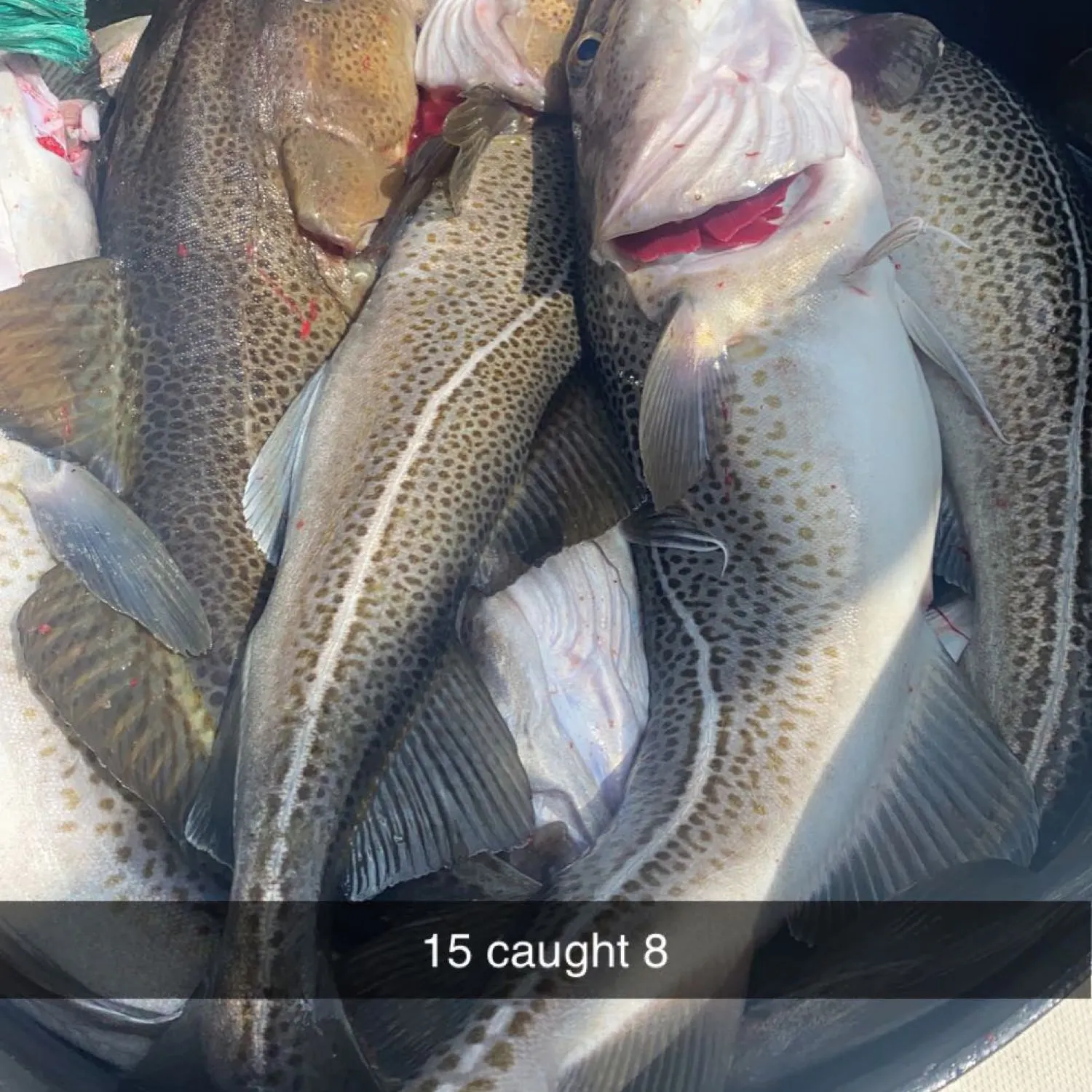 recently logged catches