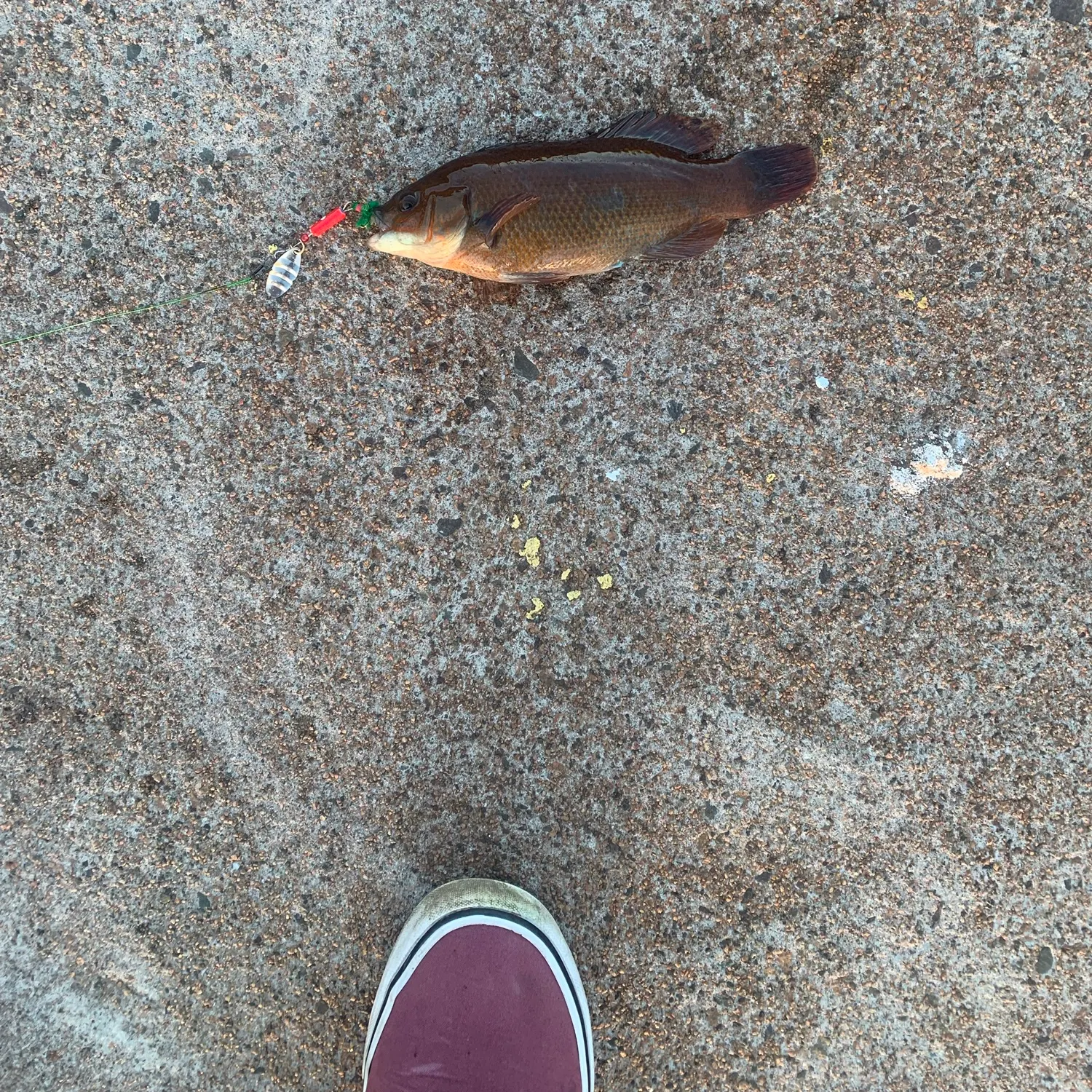 Cunner caught on Fishbrain