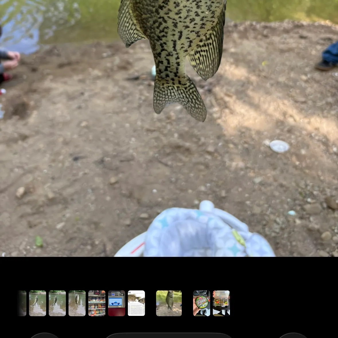 recently logged catches