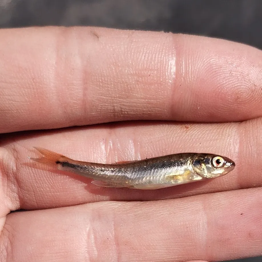 The most recent Eurasian minnow catches on Fishbrain